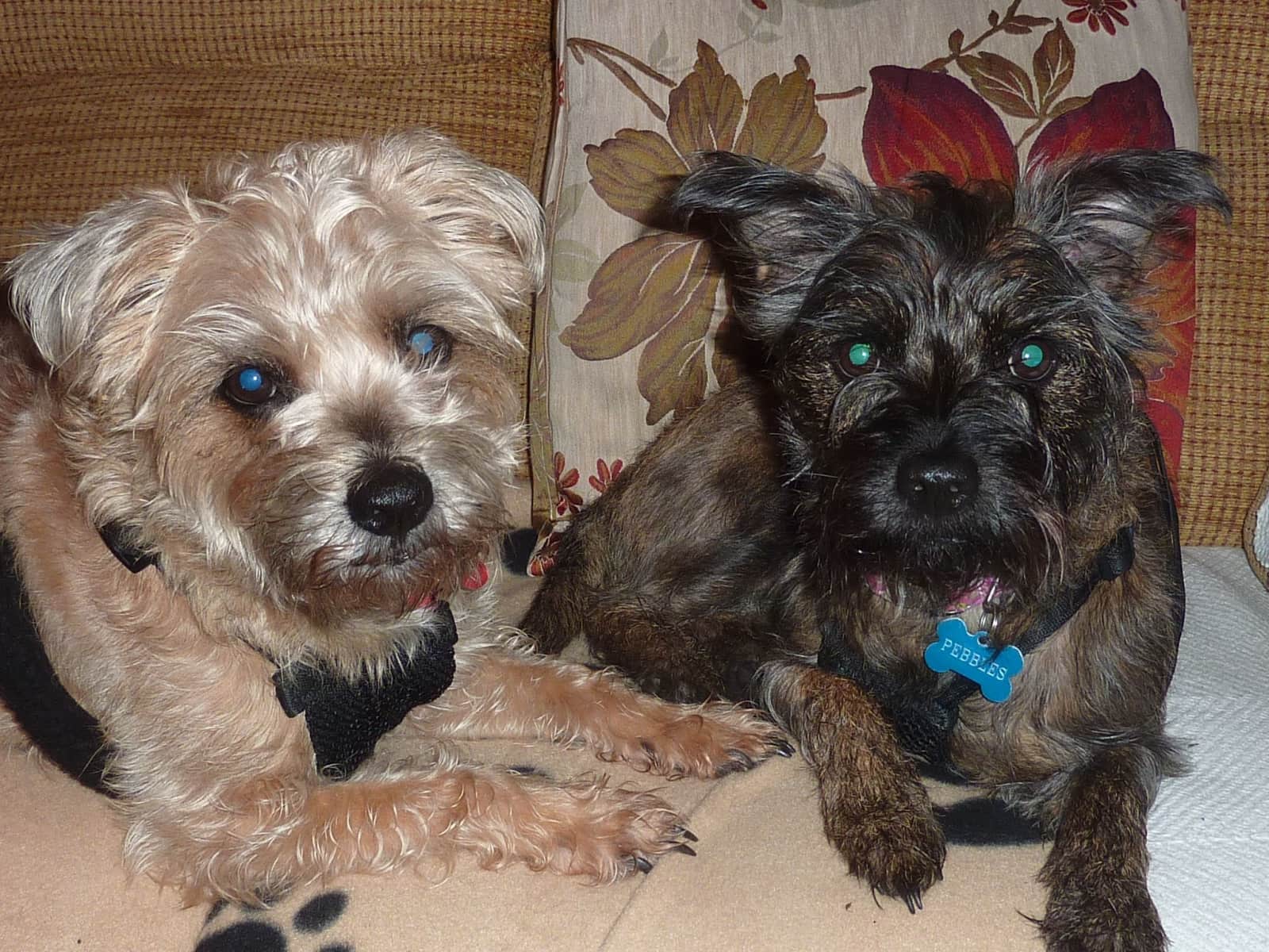 Housesitting assignment in Sudbury, United Kingdom