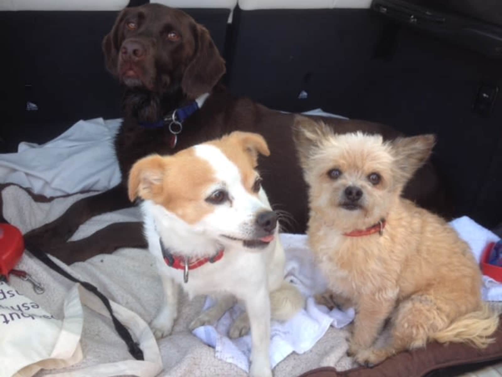 Housesitting assignment in Torrevieja, Spain