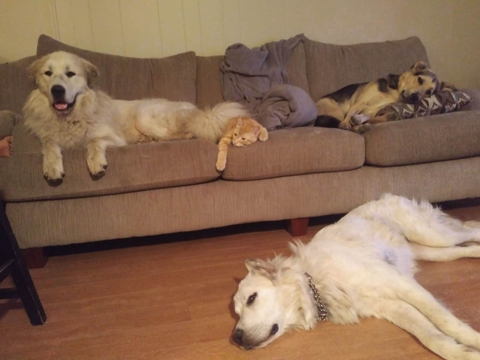 Housesitting assignment in Kelowna, British Columbia, Canada