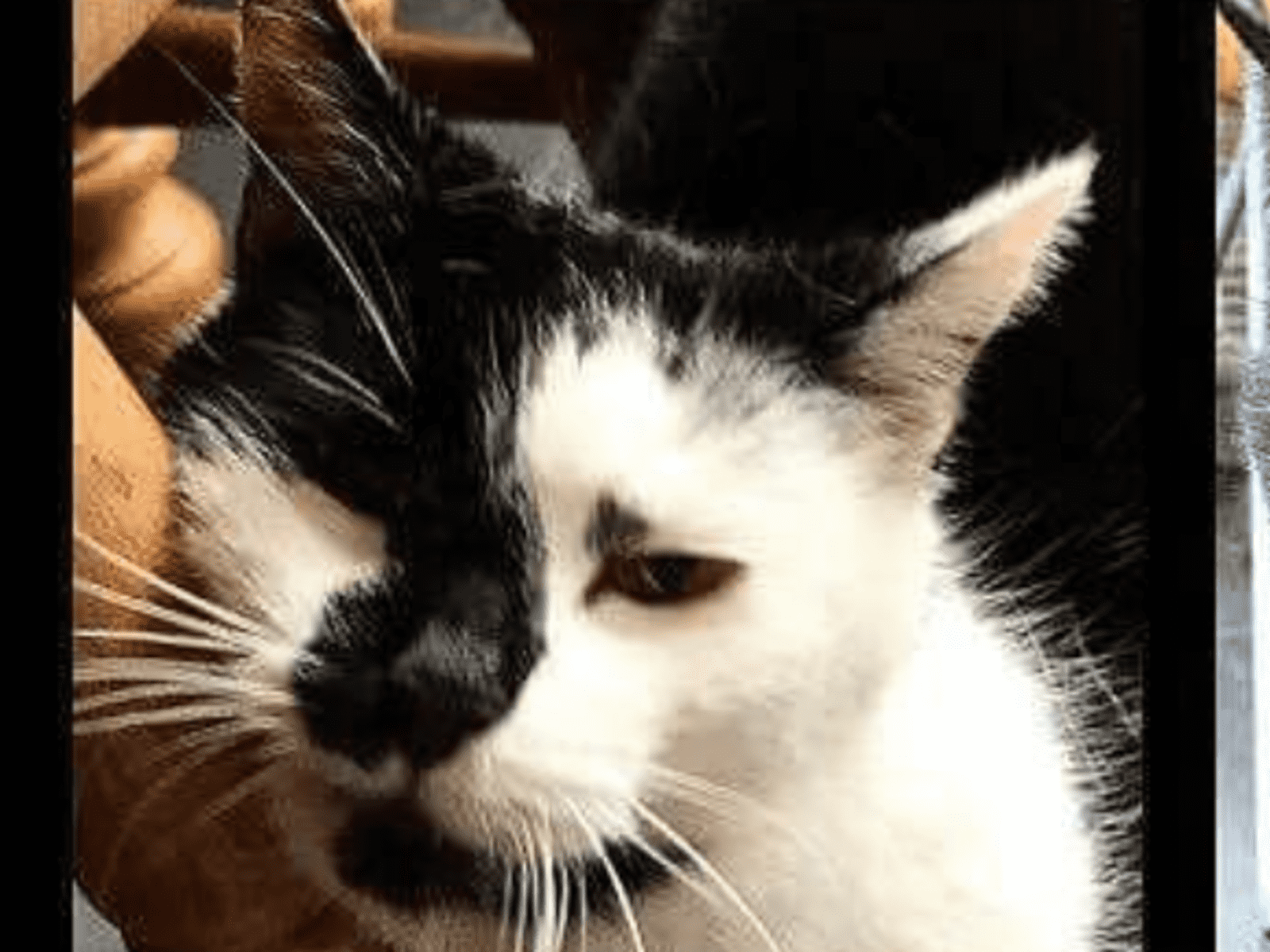 Housesitting assignment in Haverfordwest, United Kingdom