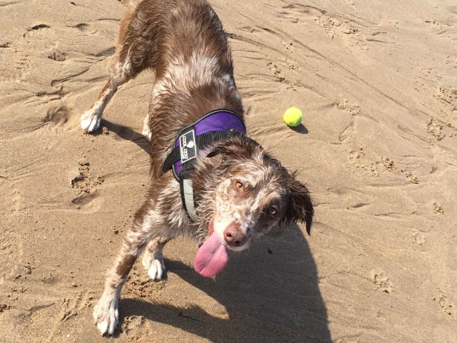 Housesitting assignment in Hexham, United Kingdom