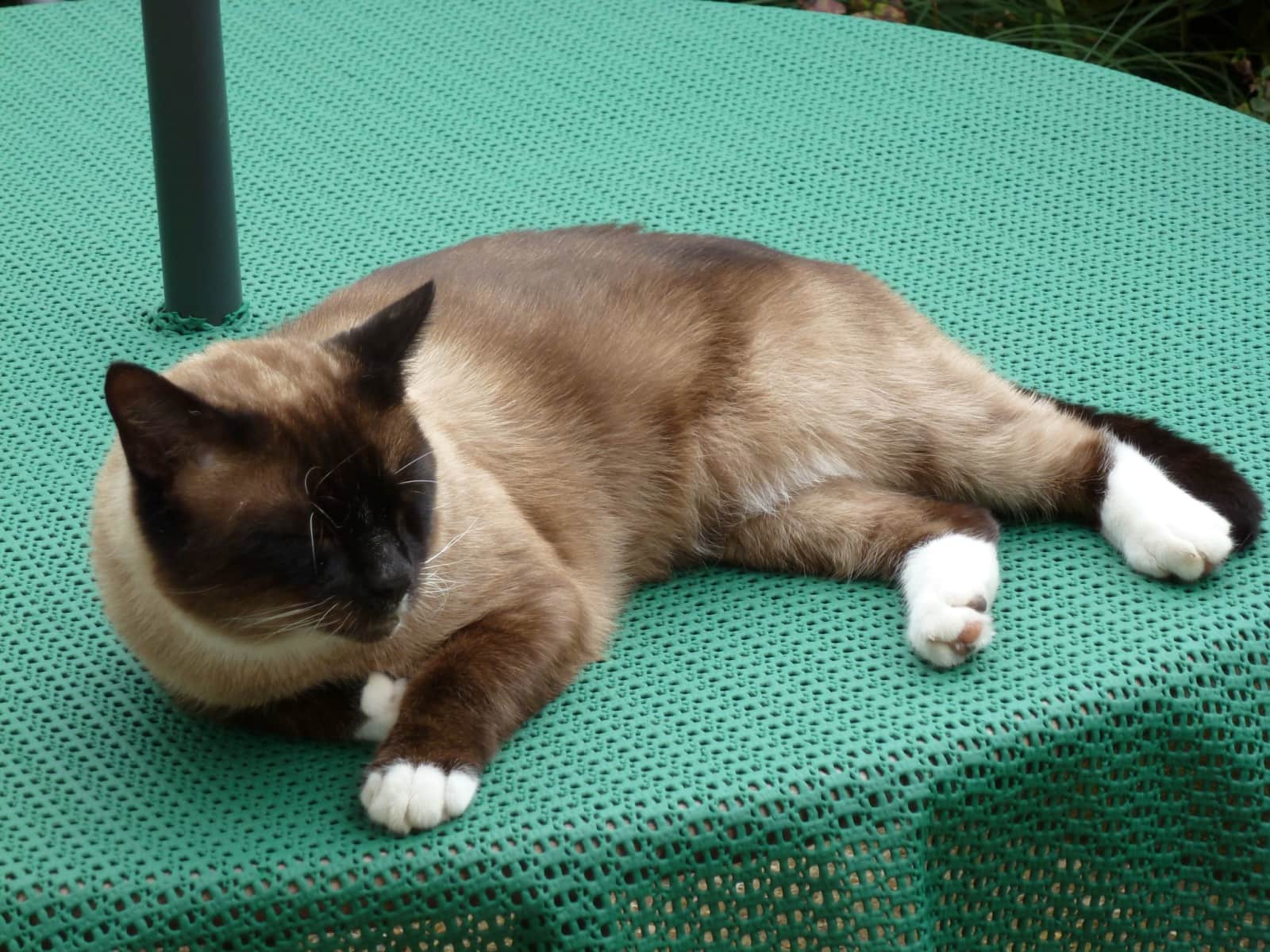 Housesitting assignment in Hailsham, United Kingdom