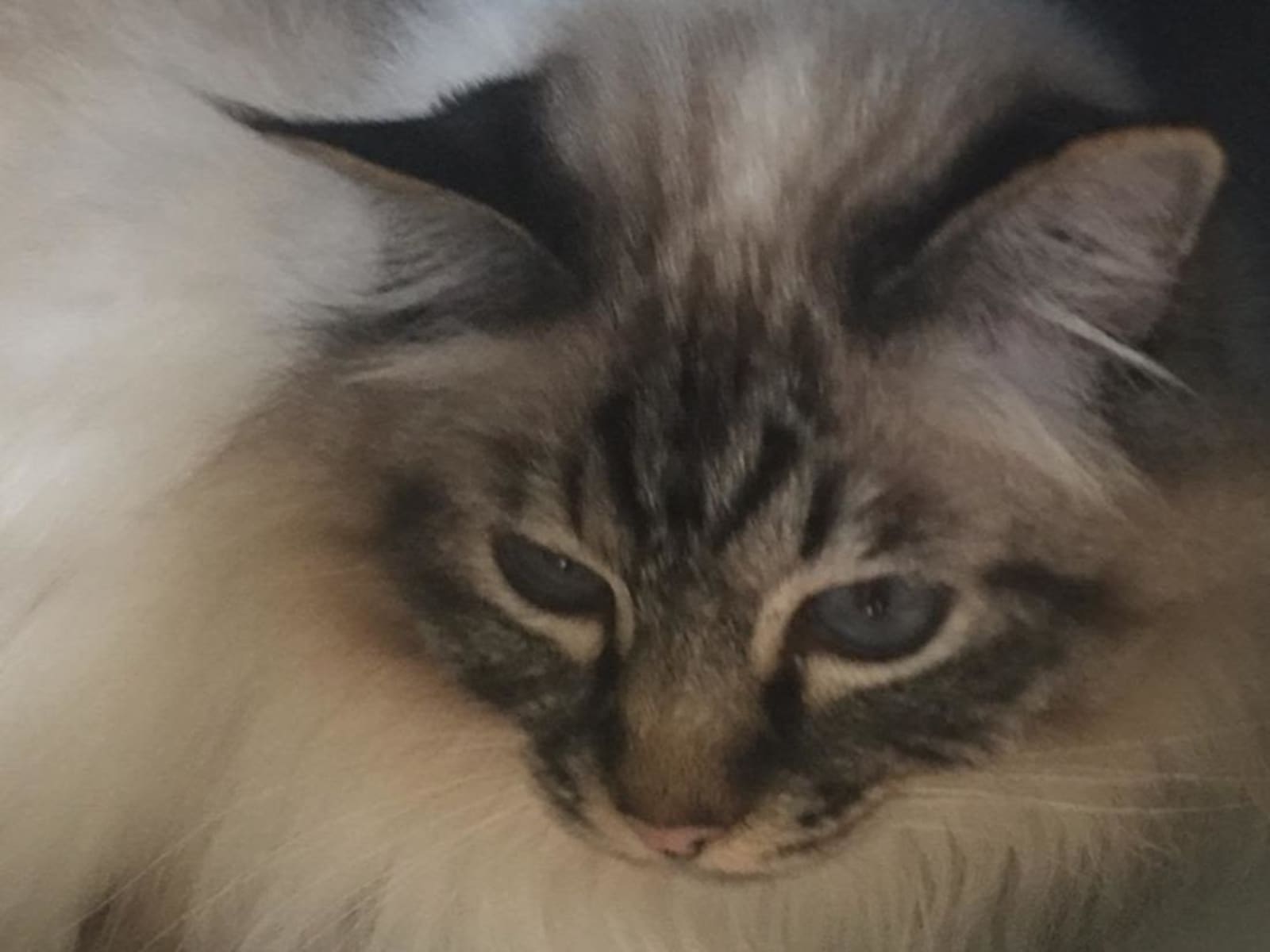 Housesitting assignment in Royal Tunbridge Wells, United Kingdom