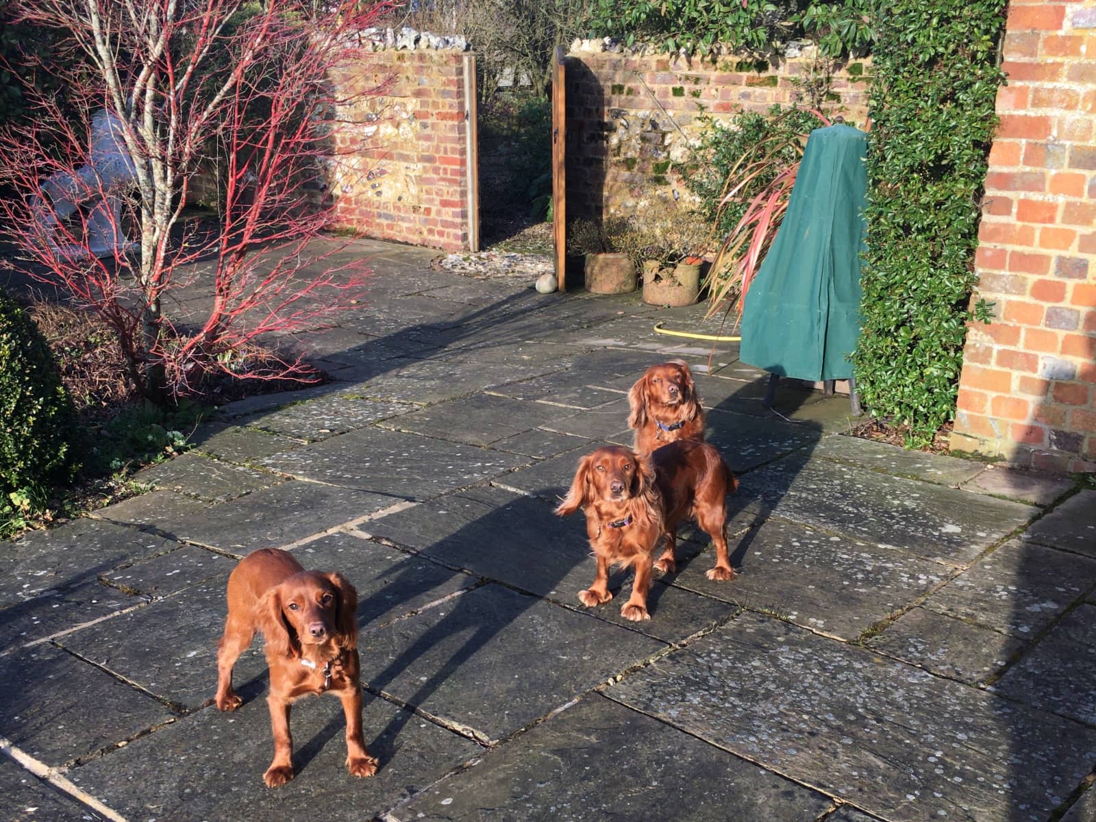 Housesitting assignment in Towcester, United Kingdom