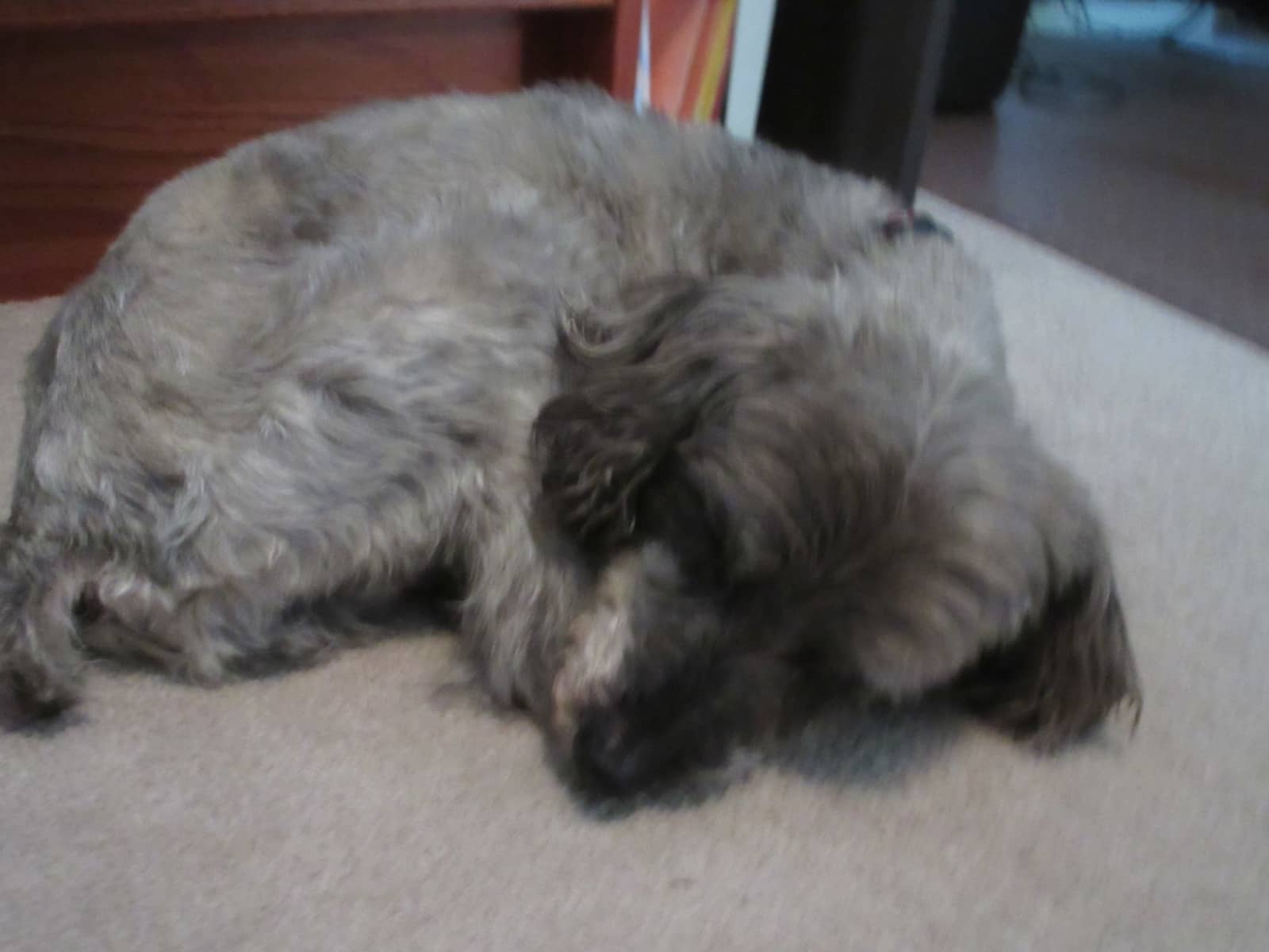 Housesitting assignment in Sidney, British Columbia, Canada