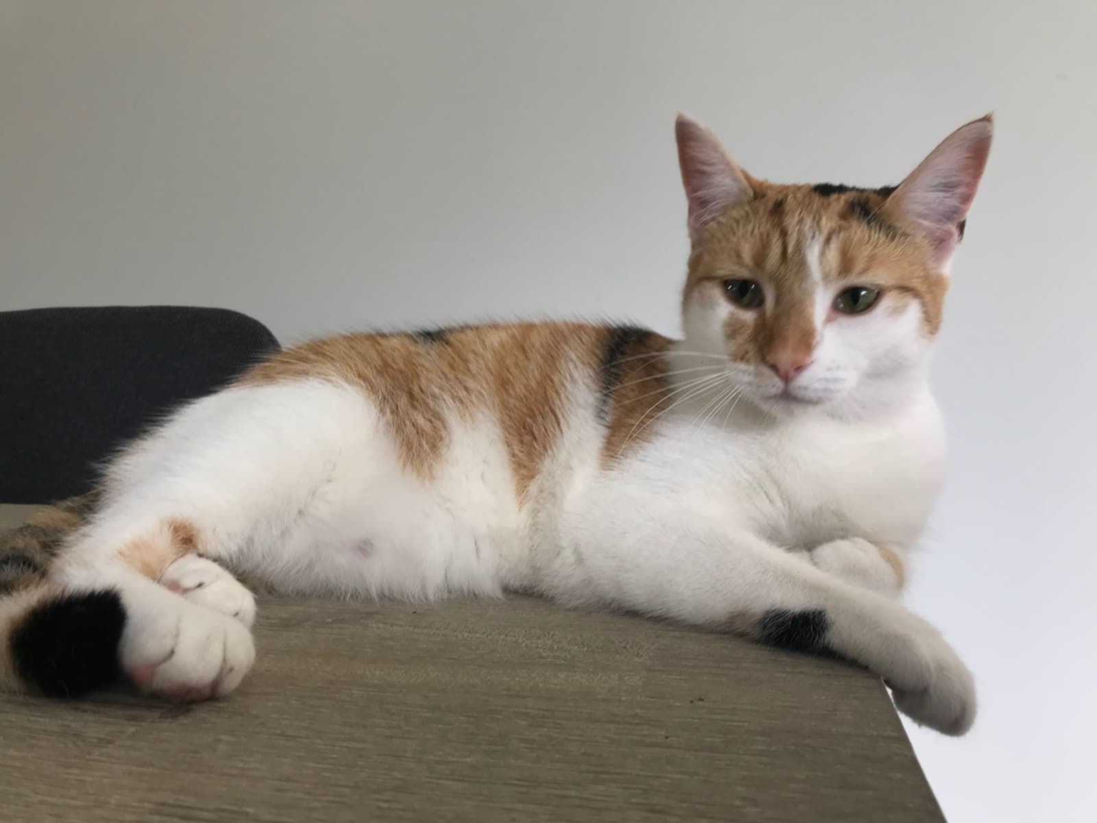 Housesitting assignment in Preston, Victoria, Australia