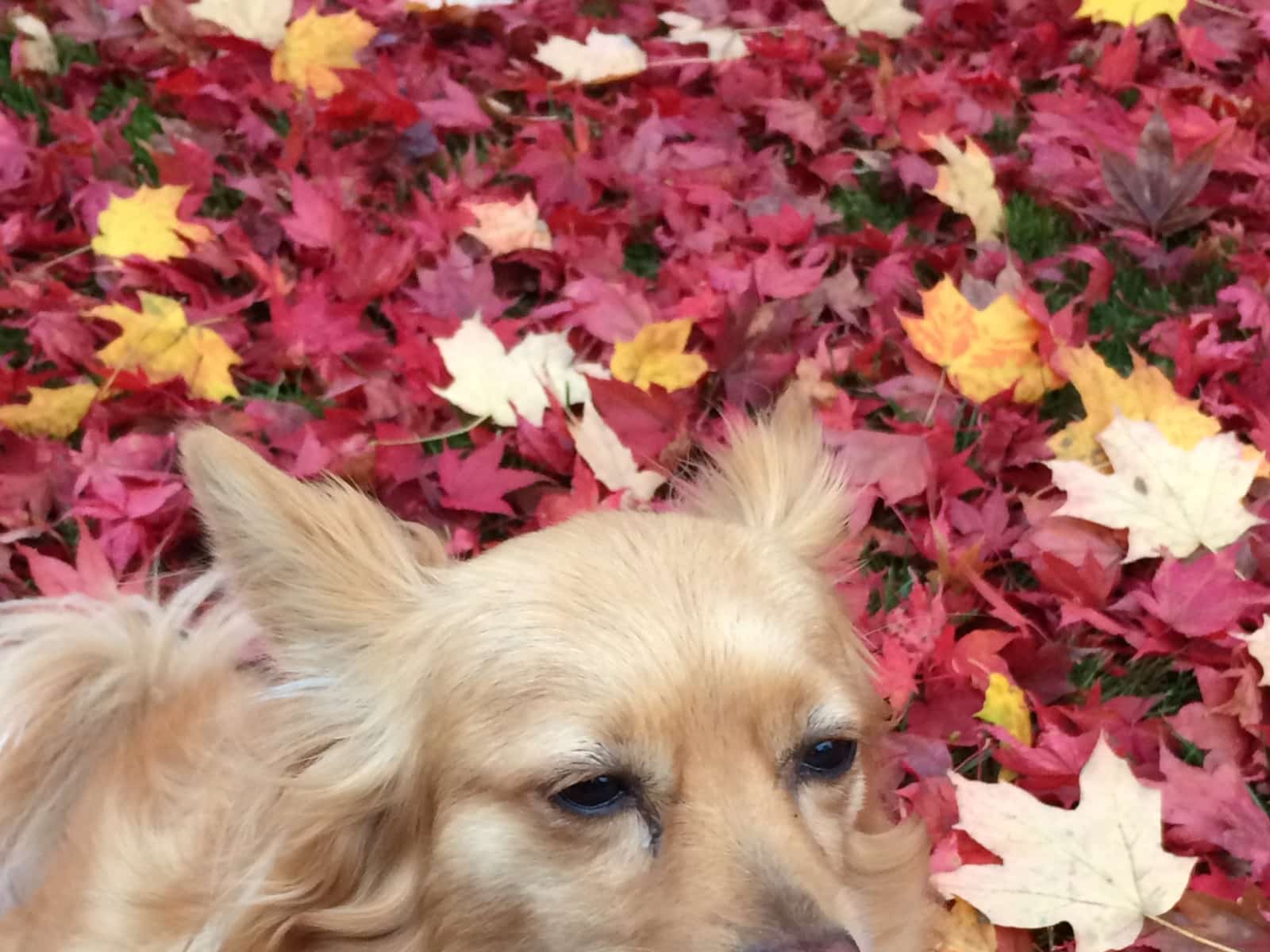 Mina from London, Ontario, Canada
