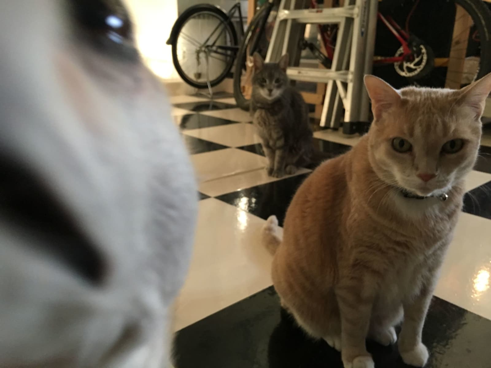 Housesitting assignment in Carlsbad, California, United States