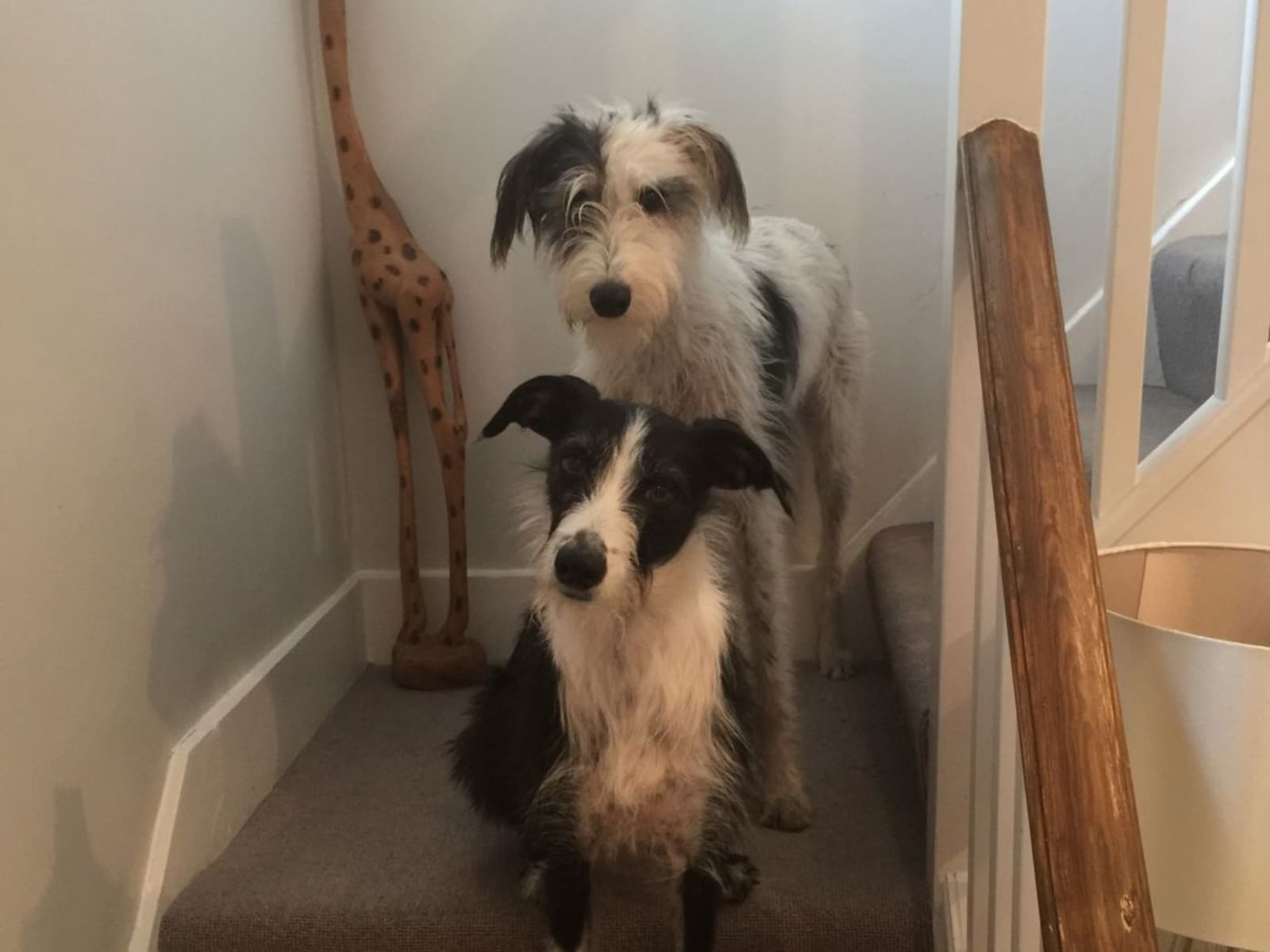 Housesitting assignment in Hersham, United Kingdom