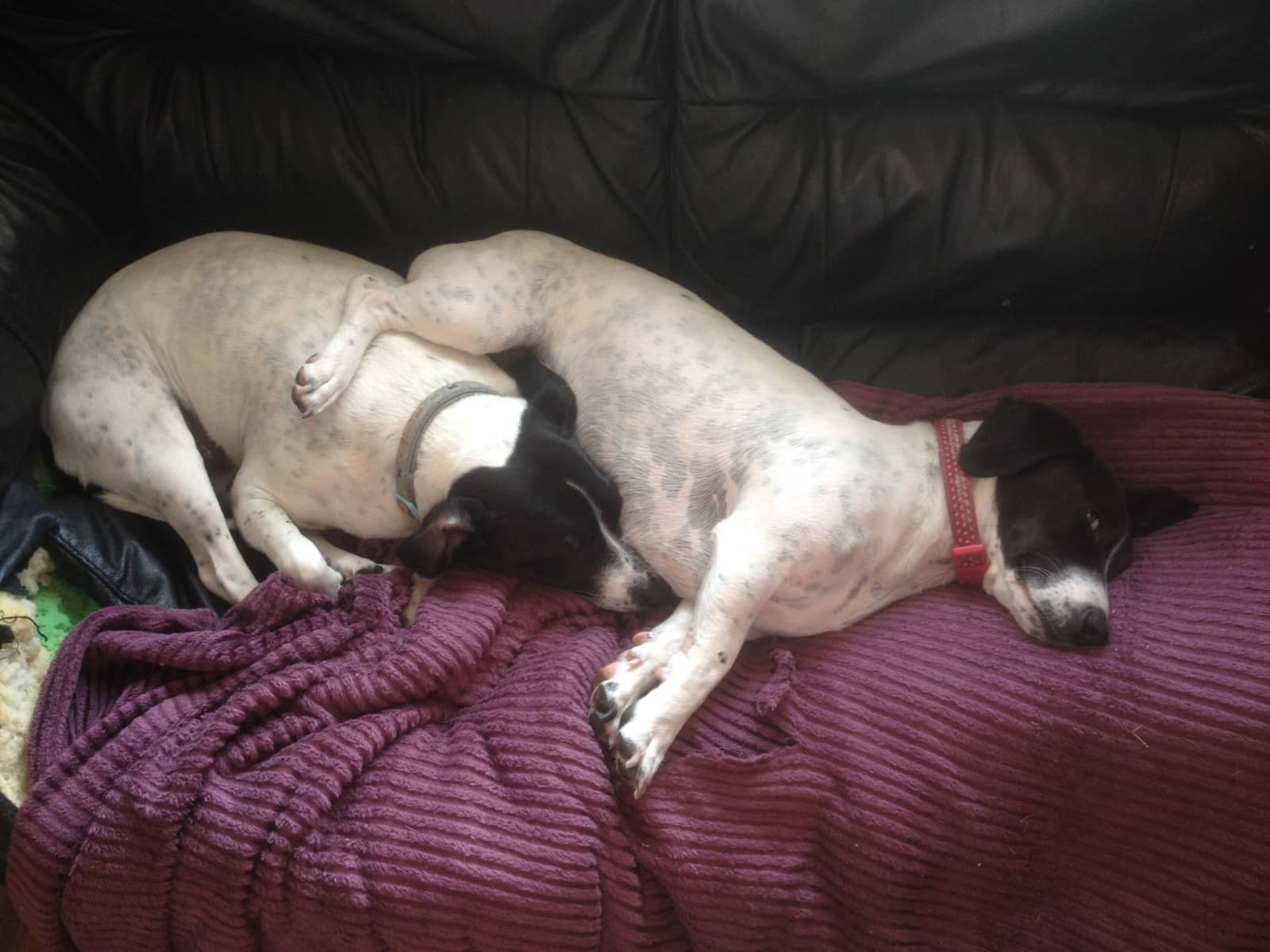 Housesitting assignment in Evercreech, United Kingdom