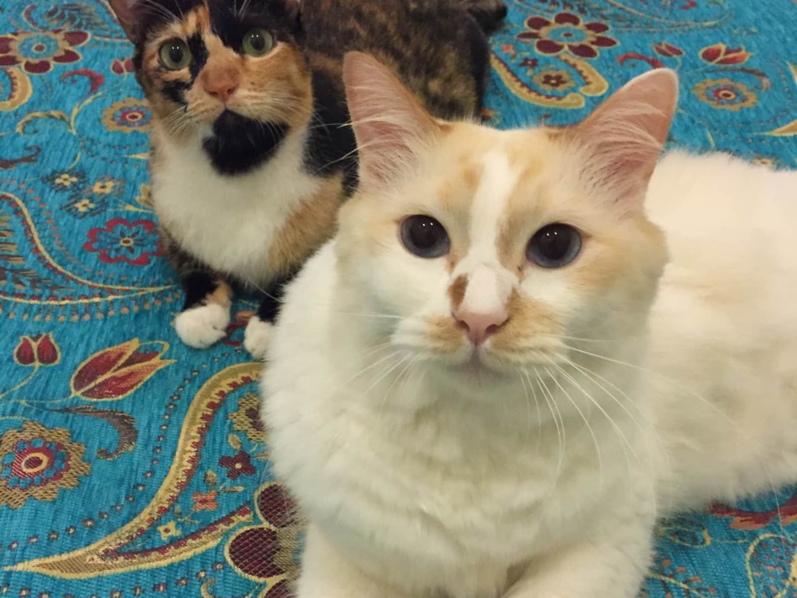 Housesitting assignment in Kuala Lumpur, Malaysia