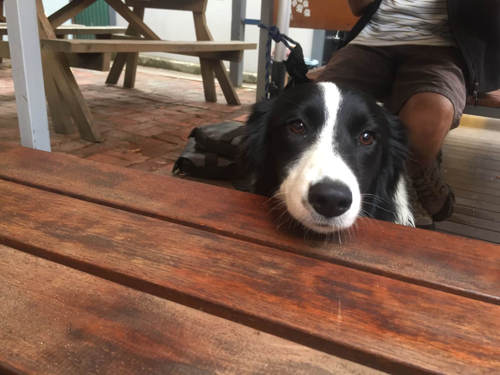 Terri from Brunswick, Victoria, Australia
