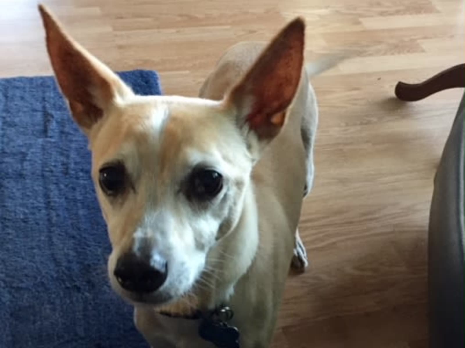Housesitting assignment in Murrieta, California, United States