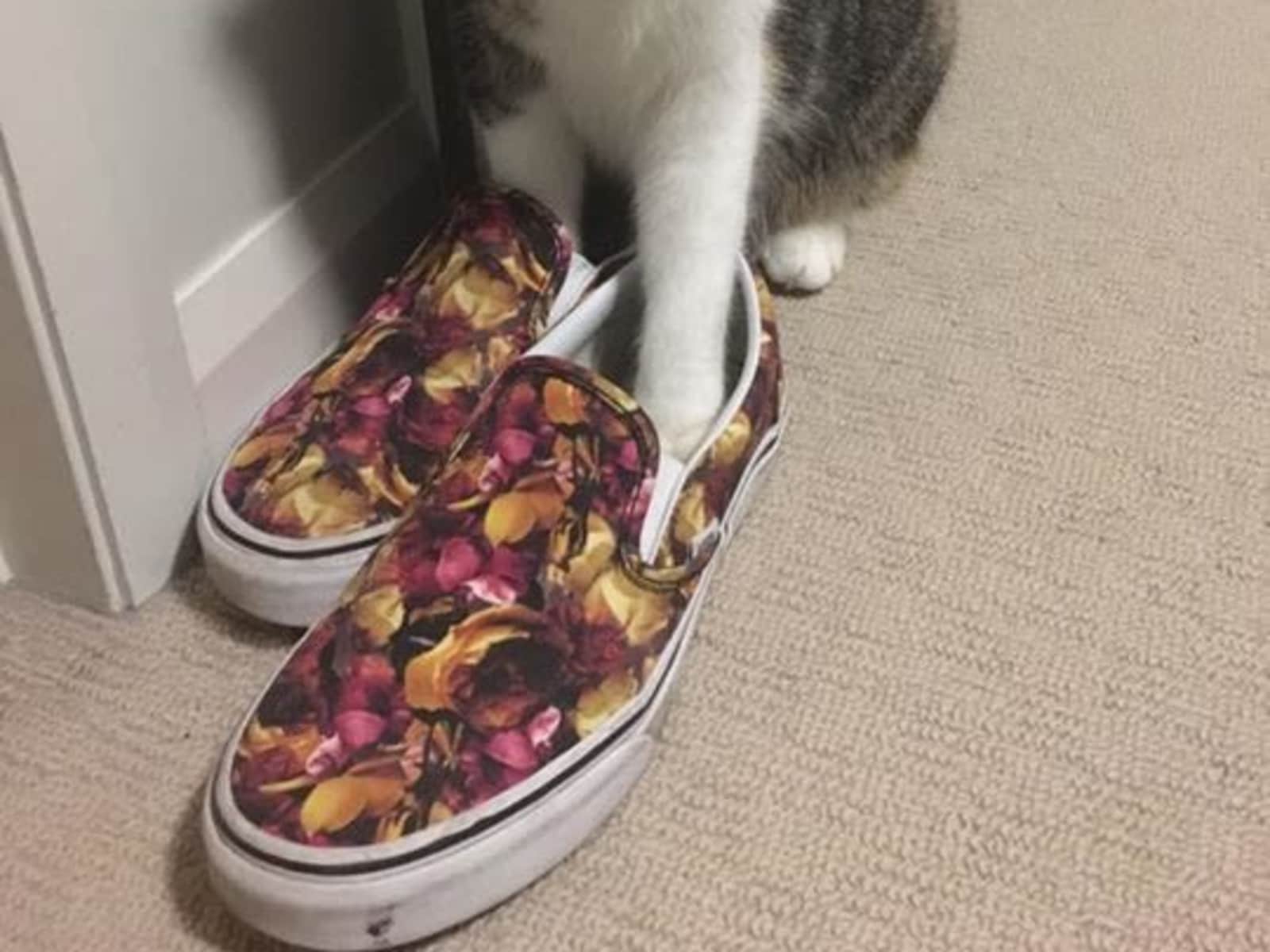 Housesitting assignment in Brisbane, Queensland, Australia