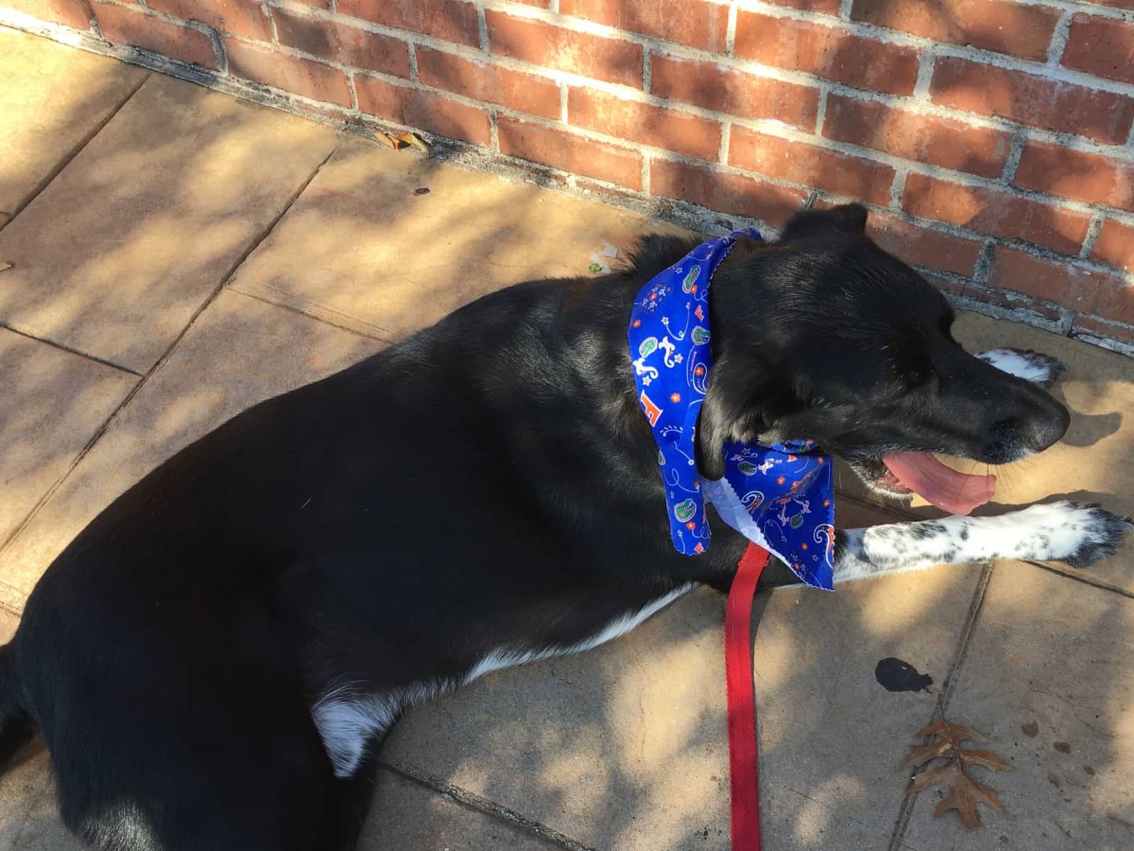 Housesitting assignment in Seattle, Washington, United States