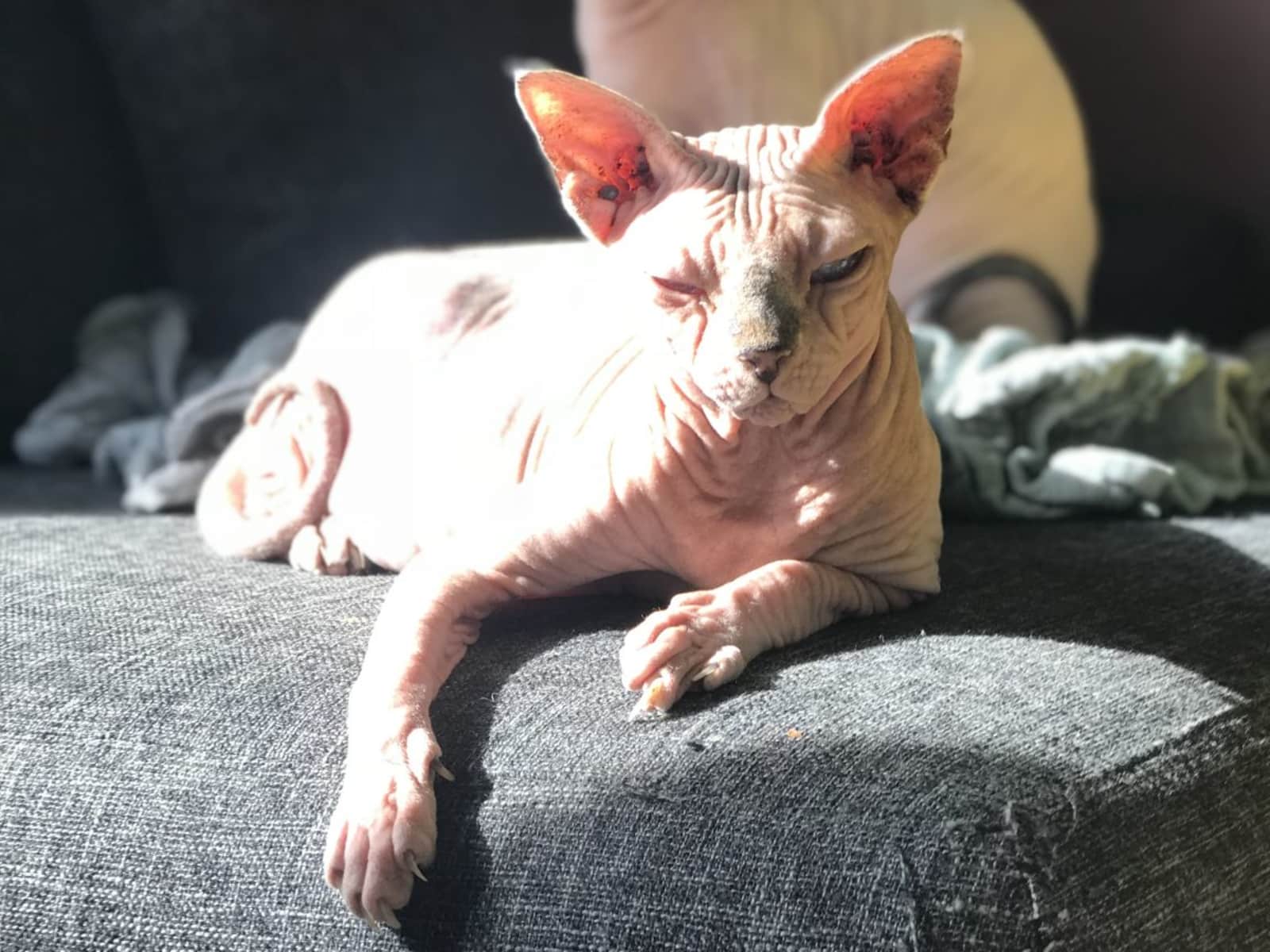 Housesitting assignment in Nice, France