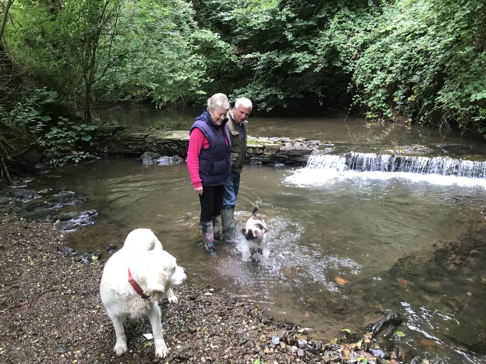 Housesitting assignment in Wellington, United Kingdom