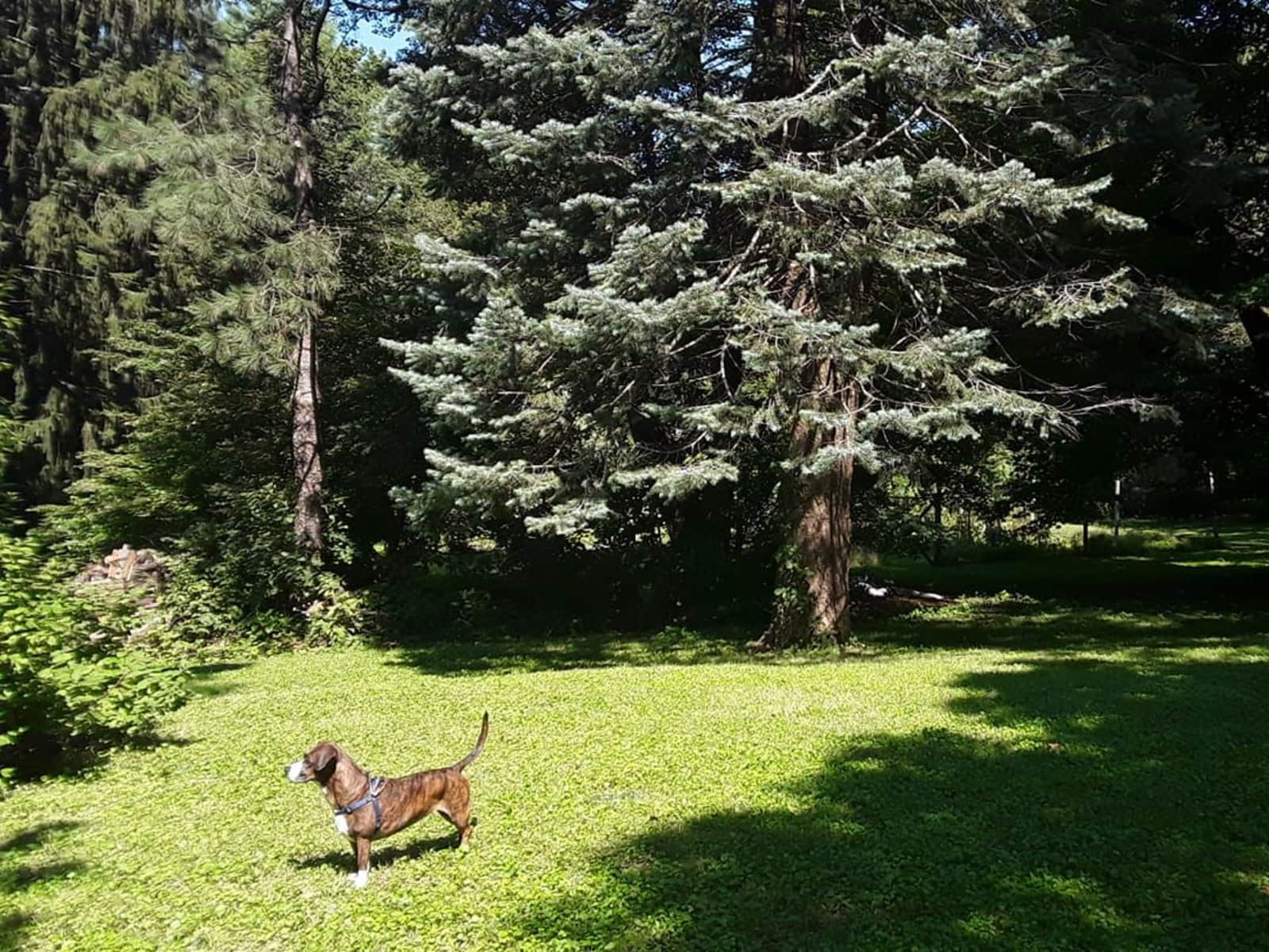 Housesitting assignment in Iowa City, Iowa, United States