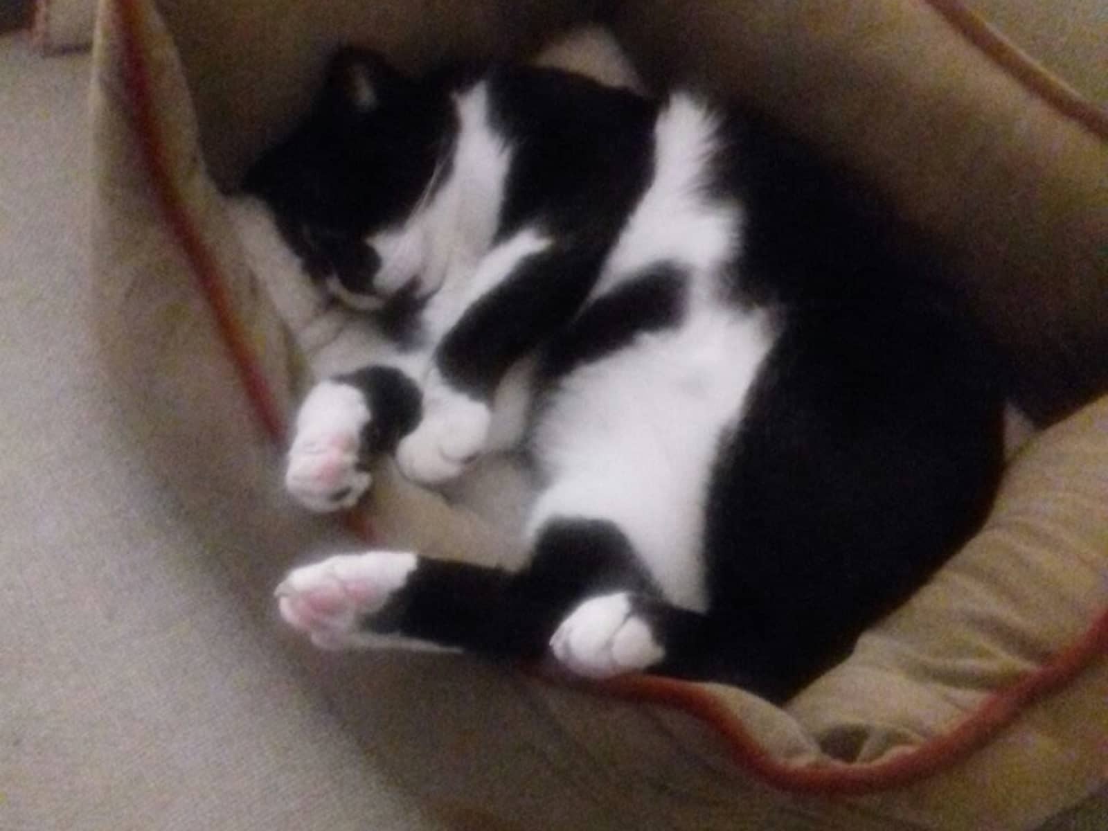 Housesitting assignment in Gżira, Malta