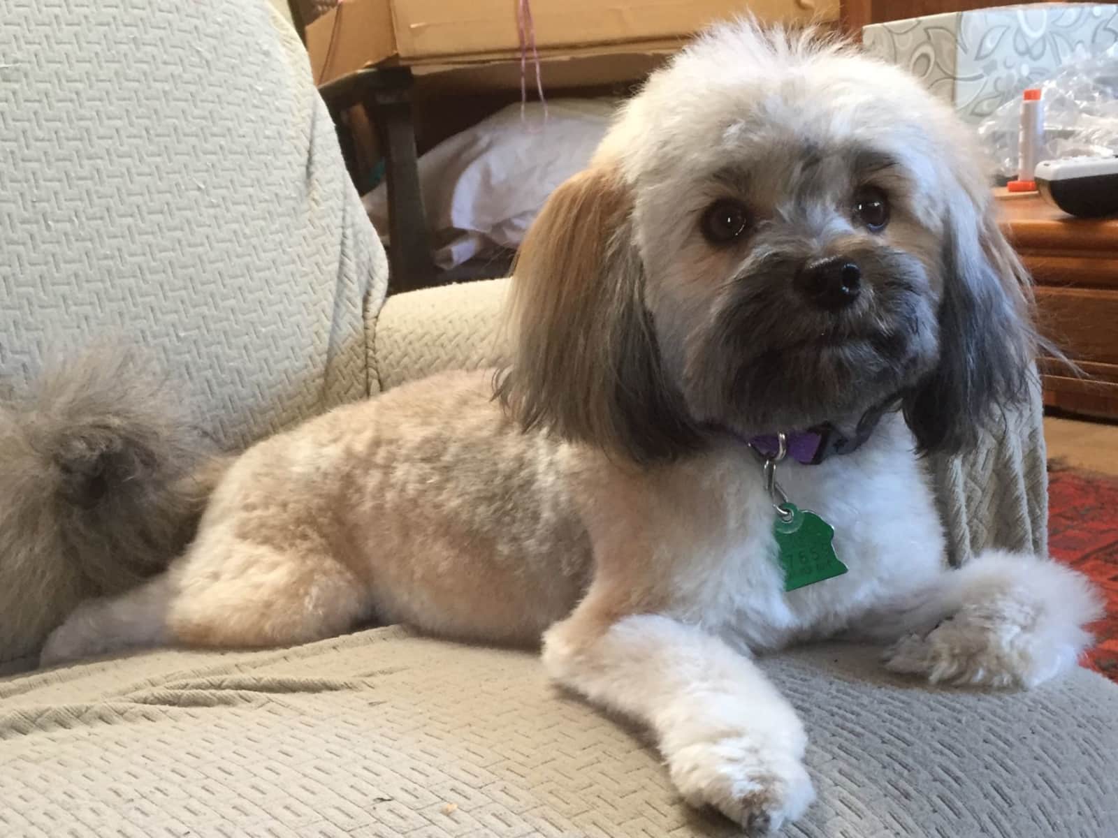 Housesitting assignment in Berkeley, California, United States