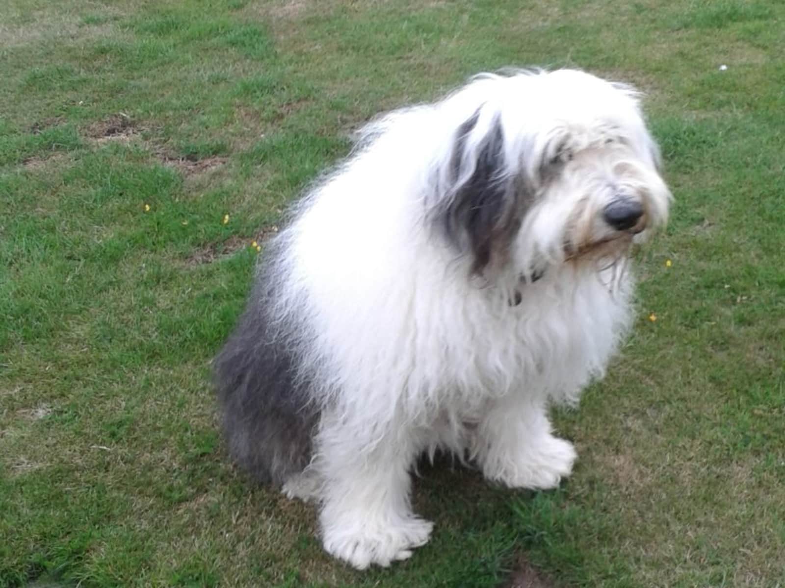 Housesitting assignment in Bromley, United Kingdom