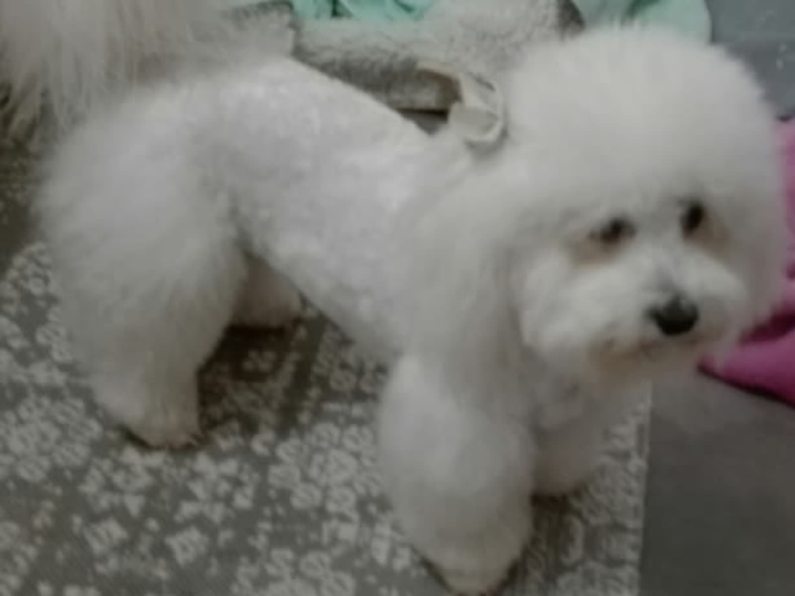 Housesitting assignment in Amanzimtoti, South Africa