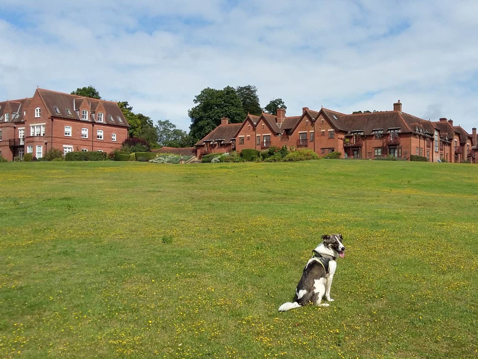 Housesitting assignment in Godalming, United Kingdom