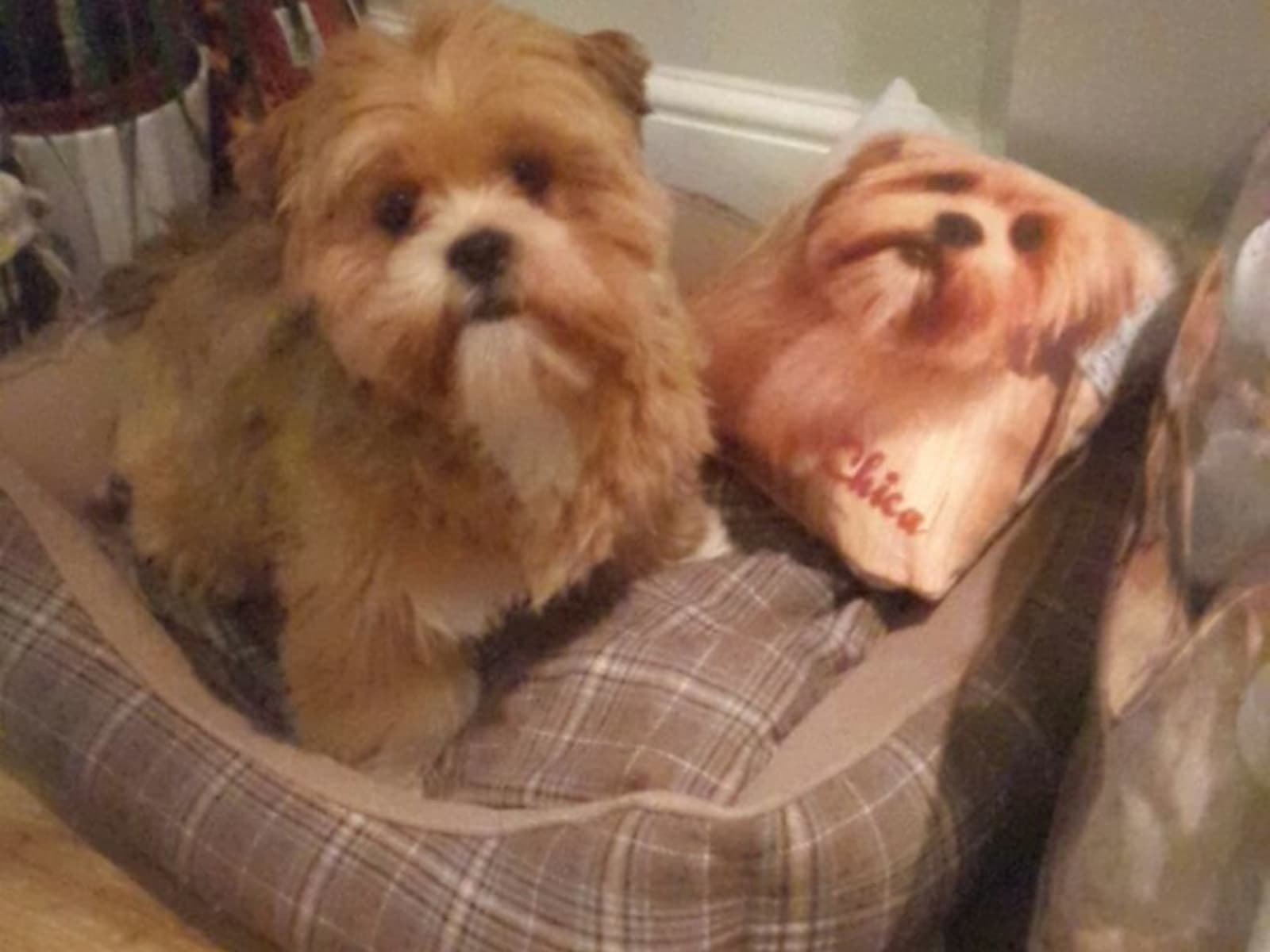 Housesitting assignment in Aberdeen, United Kingdom