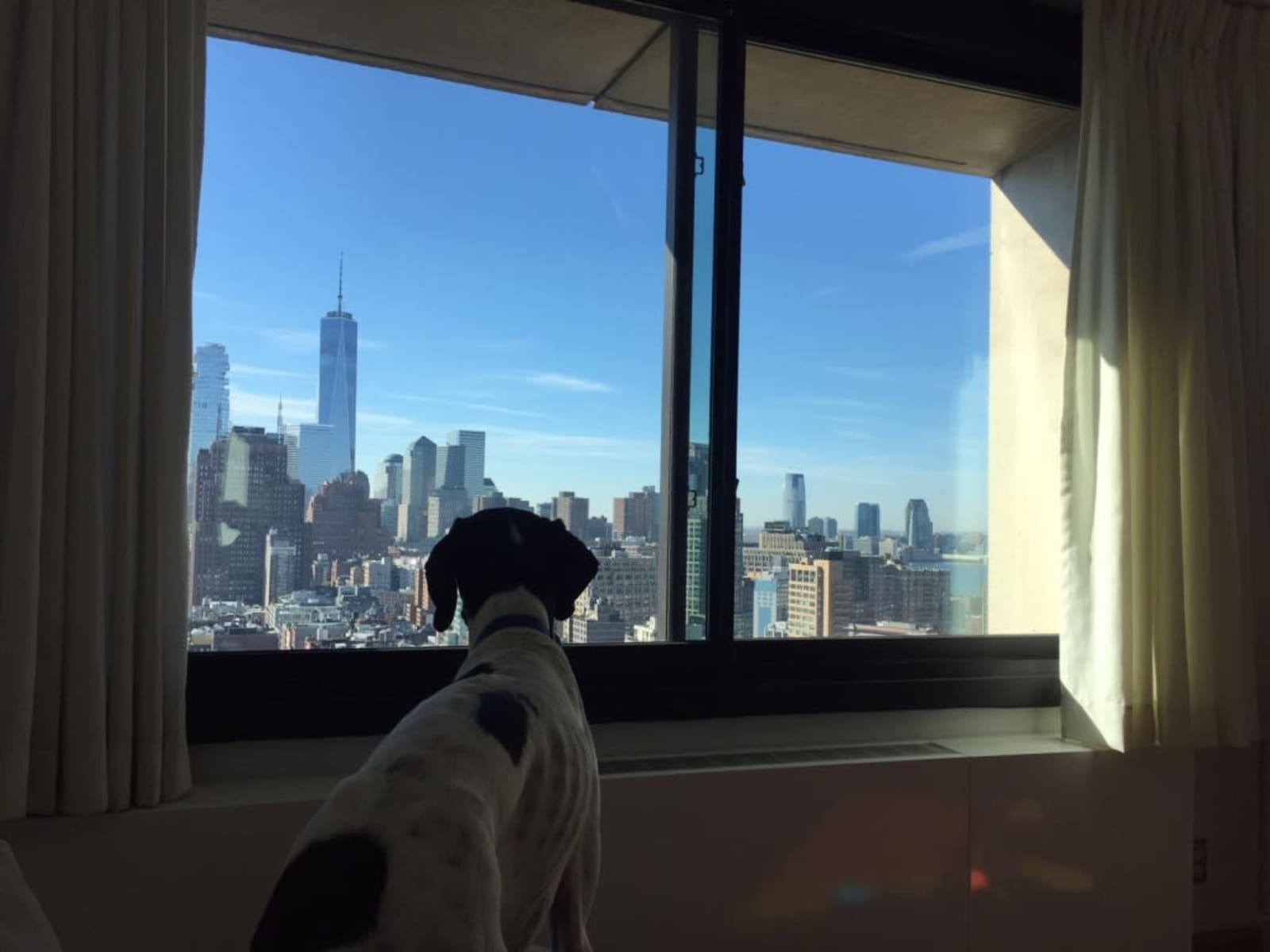 Housesitting assignment in New York City, New York, United States