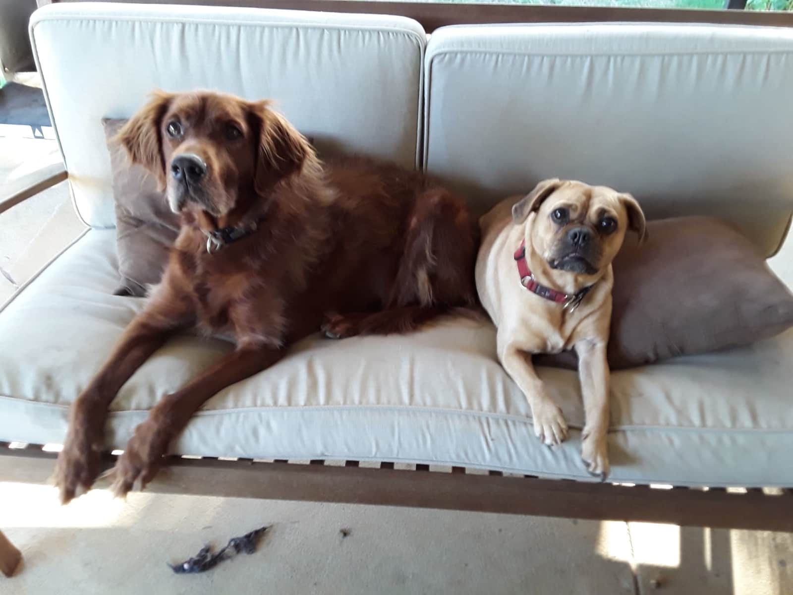 Housesitting assignment in Forrestfield, Western Australia, Australia