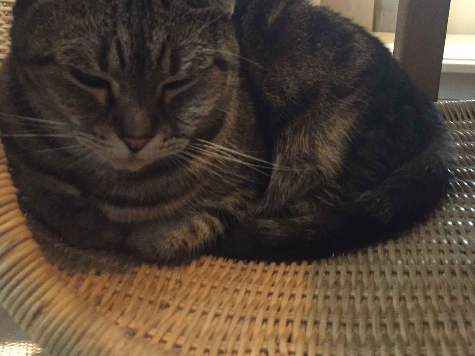 Housesitting assignment in Gold Coast, Queensland, Australia