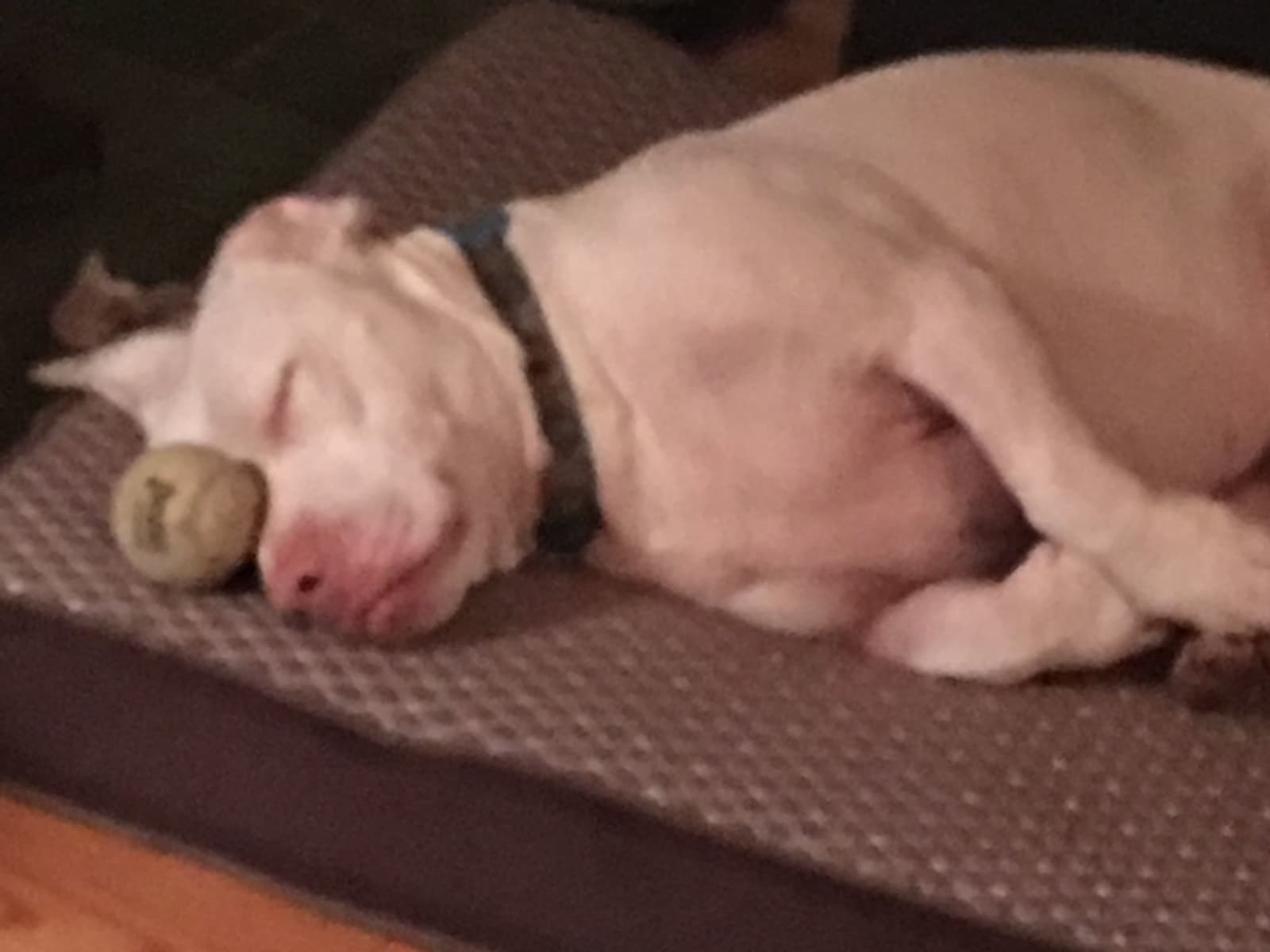 Housesitting assignment in Eugene, Oregon, United States