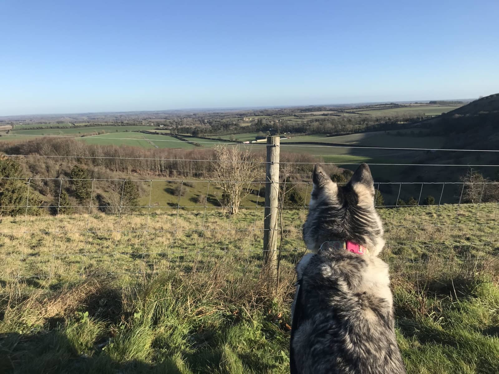 Housesitting assignment in Kingsclere, United Kingdom