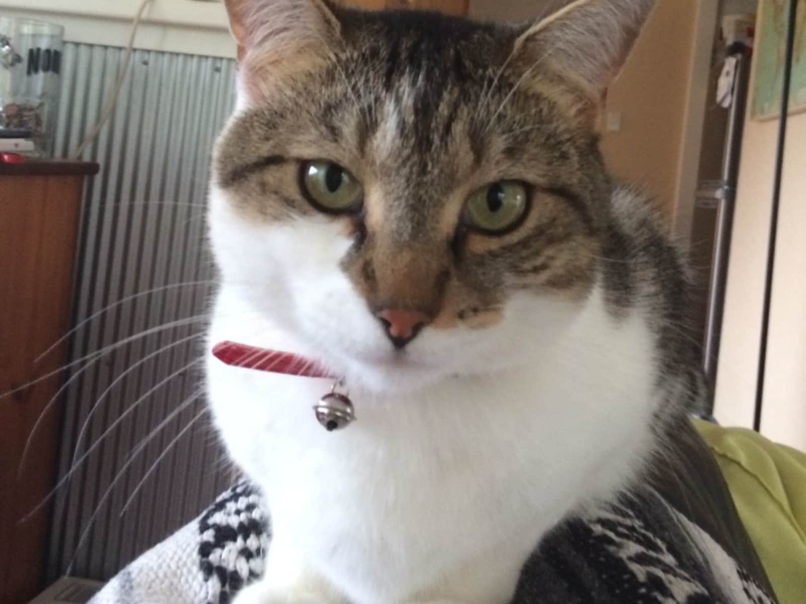 Housesitting assignment in Auckland, New Zealand
