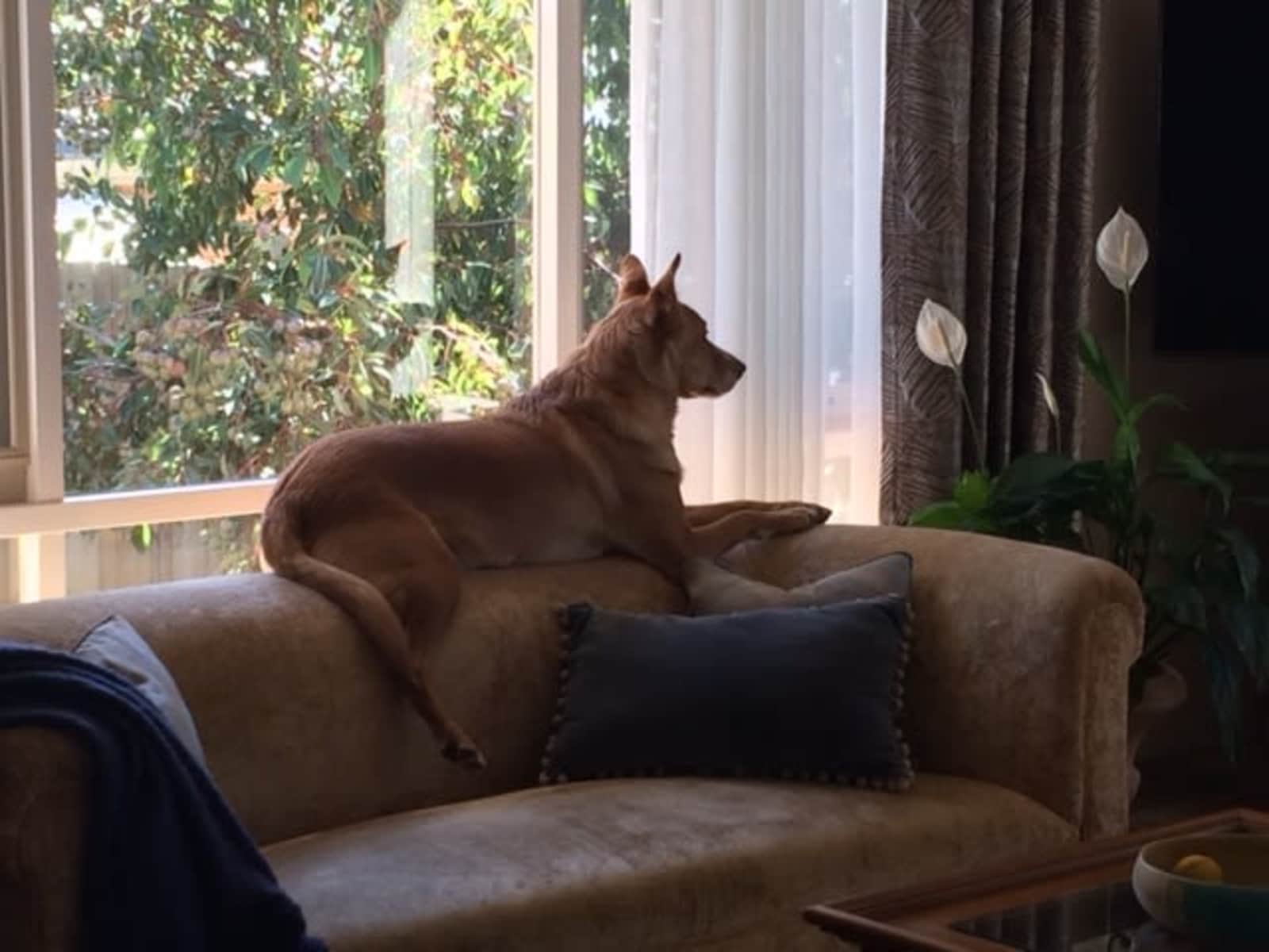 Housesitting assignment in Clifton Springs, Victoria, Australia