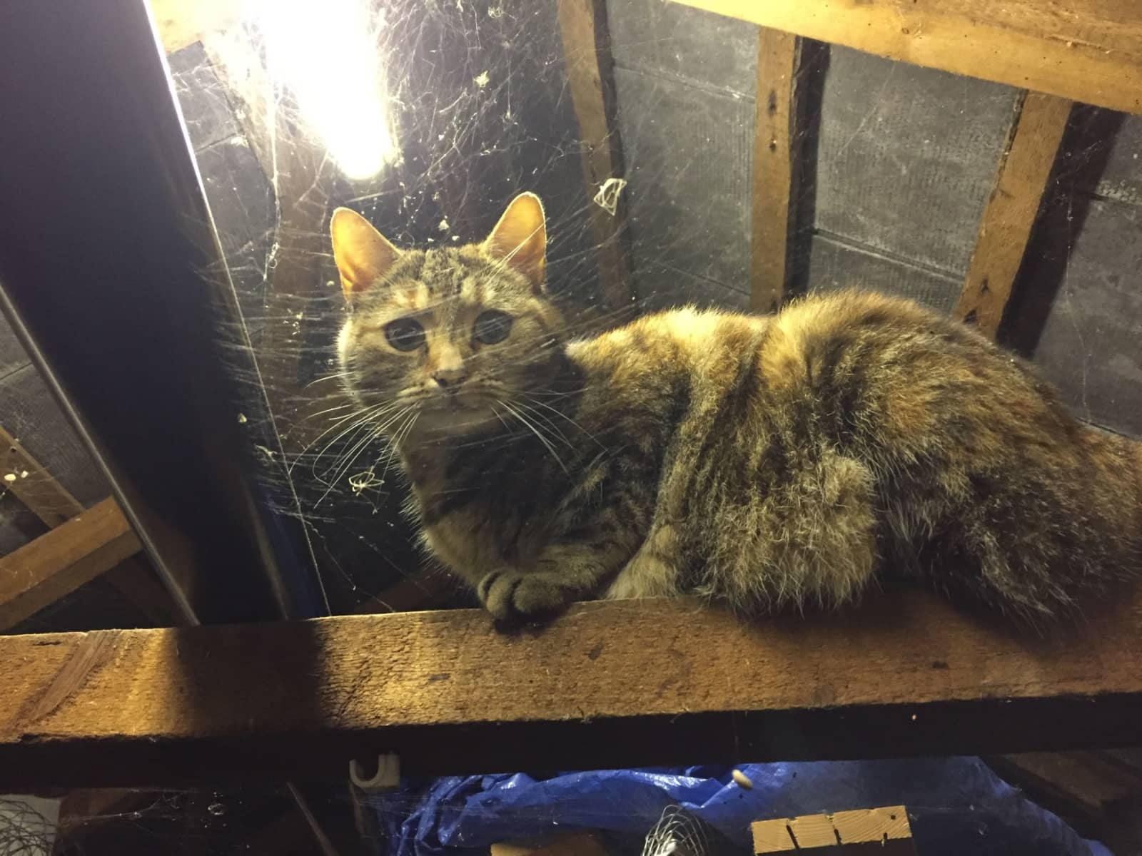 Housesitting assignment in Yeovil, United Kingdom