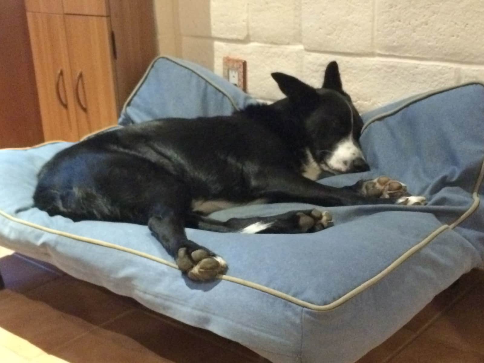 Housesitting assignment in Silverton, Oregon, United States