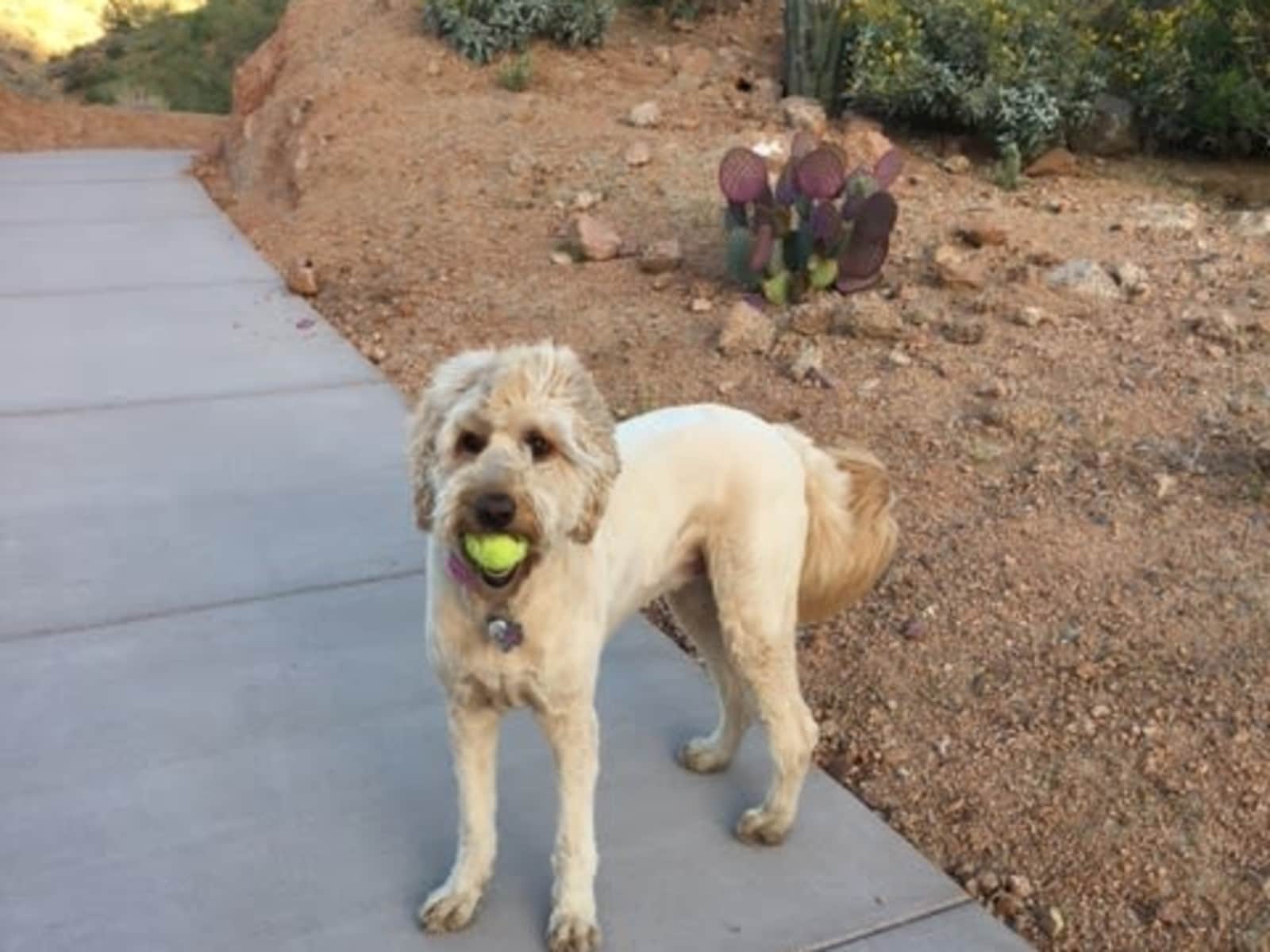 Housesitting assignment in Scottsdale, Arizona, United States