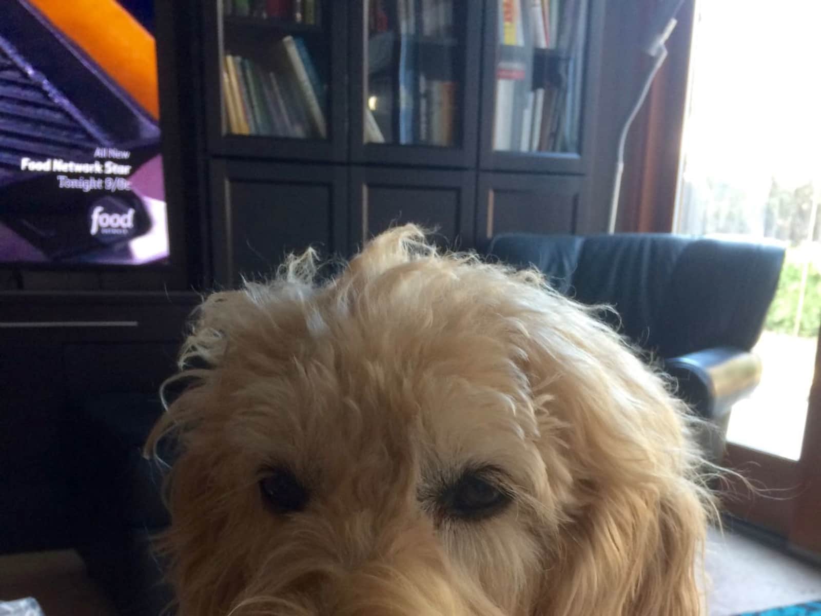 Housesitting assignment in Sacramento, California, United States