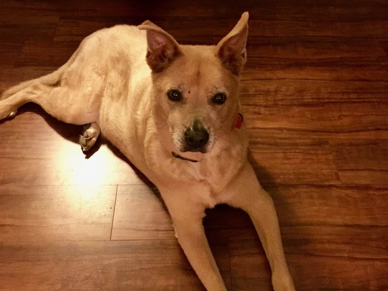 Housesitting assignment in Scottsdale, Arizona, United States