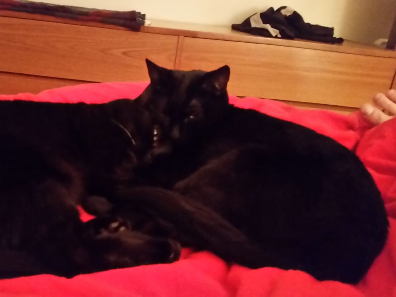 Housesitting assignment in Vancouver, British Columbia, Canada