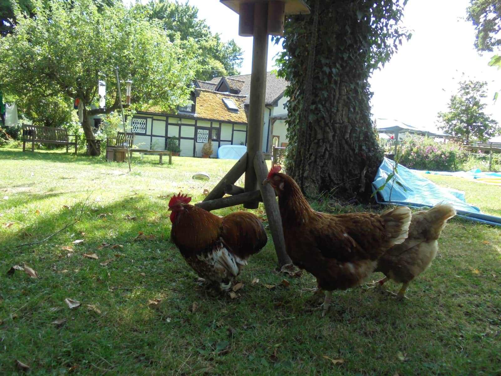 Housesitting assignment in Hursley, United Kingdom
