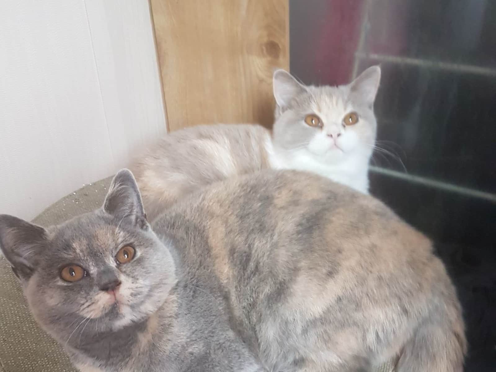 Housesitting assignment in Paignton, United Kingdom