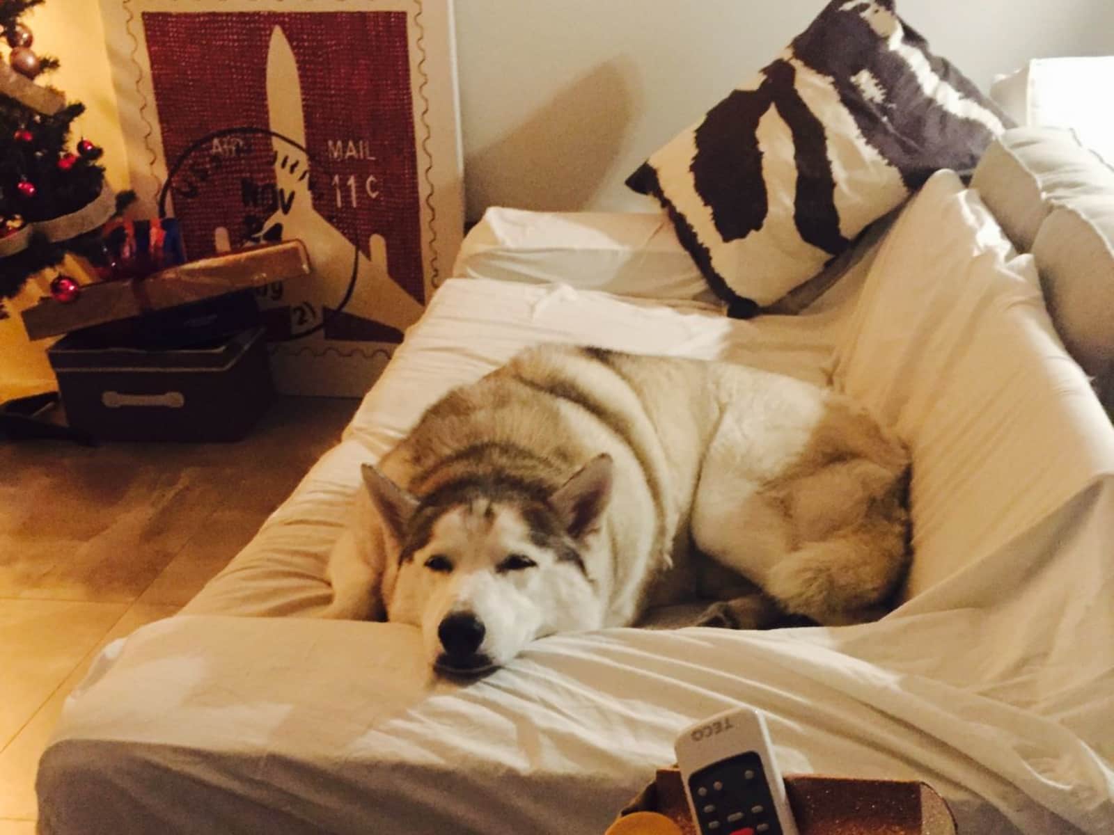 Housesitting assignment in Joondanna, Western Australia, Australia