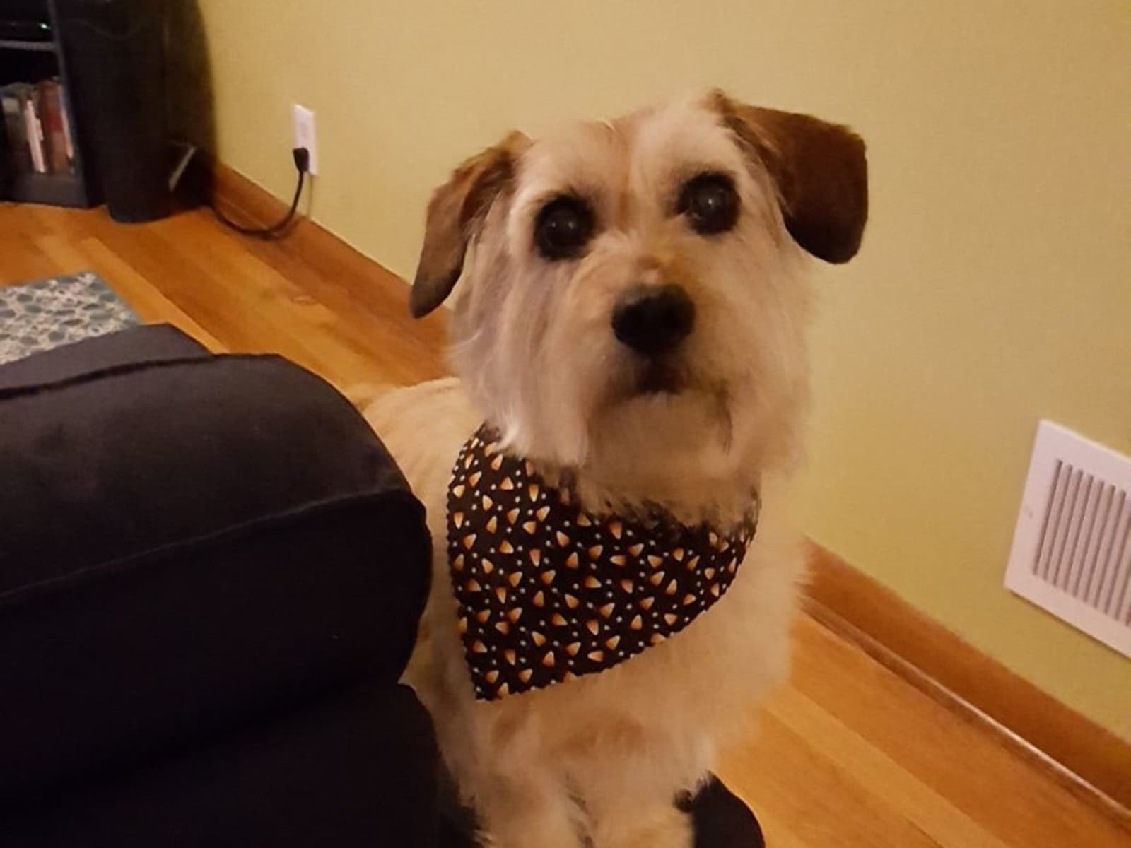 Housesitting assignment in Portland, Oregon, United States