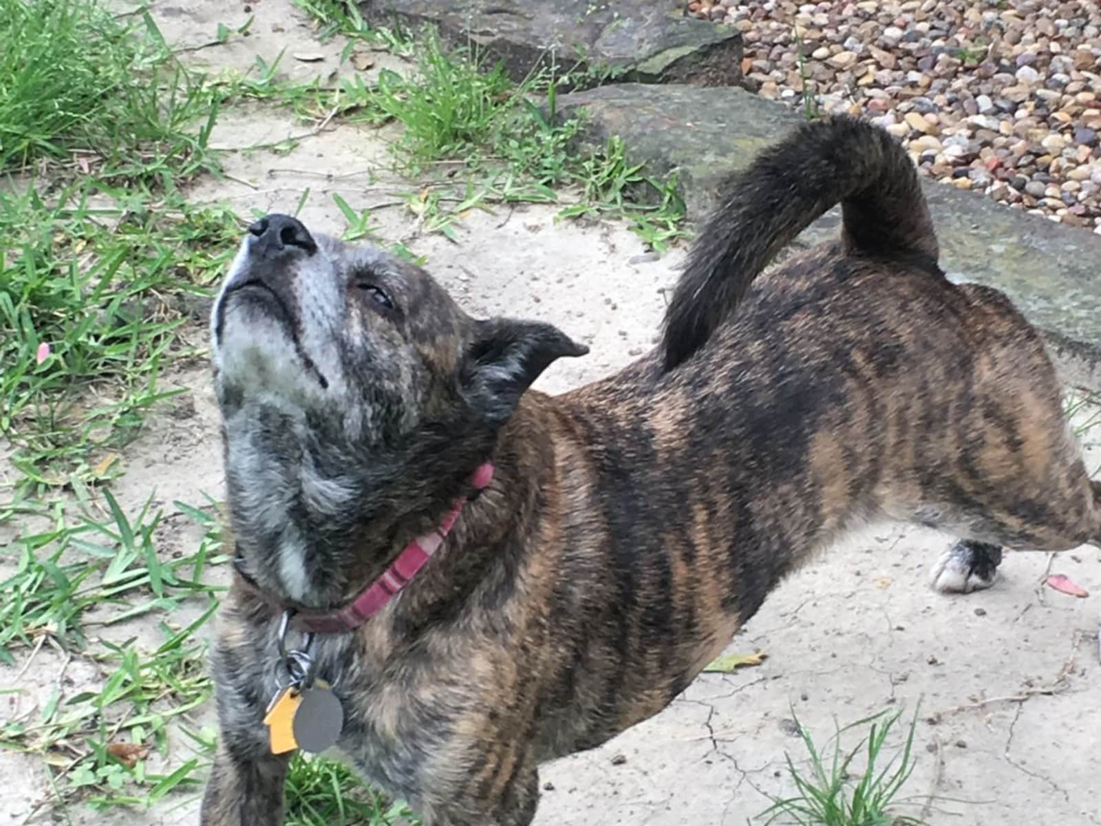 Housesitting assignment in Houston, Texas, United States