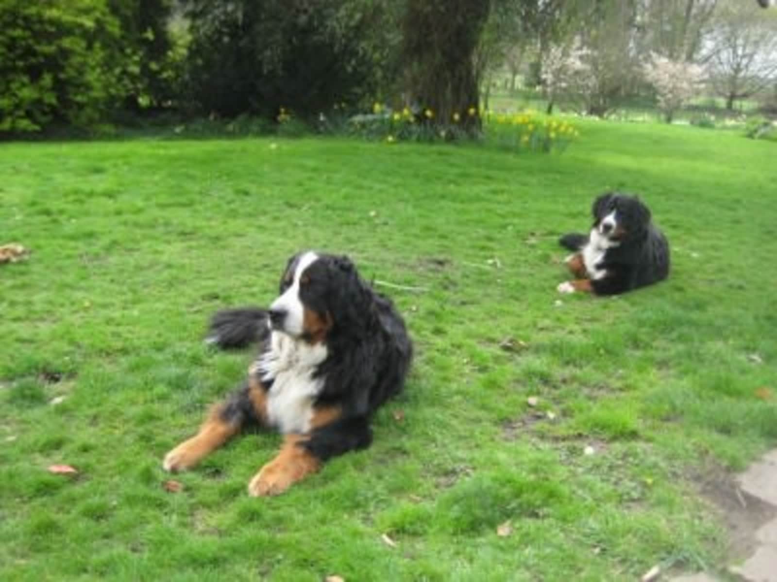Housesitting assignment in Salisbury, United Kingdom