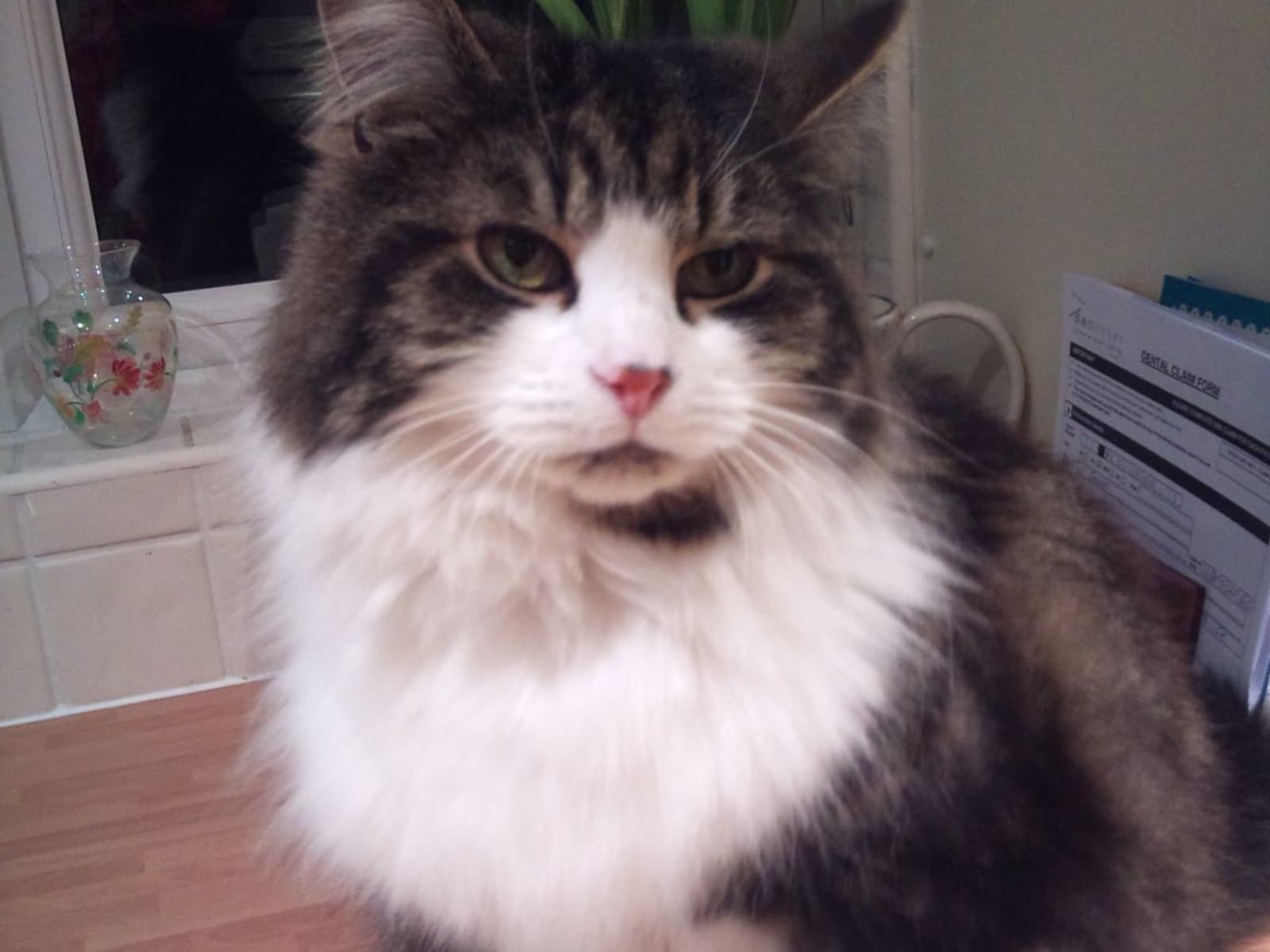 Housesitting assignment in Bideford, United Kingdom