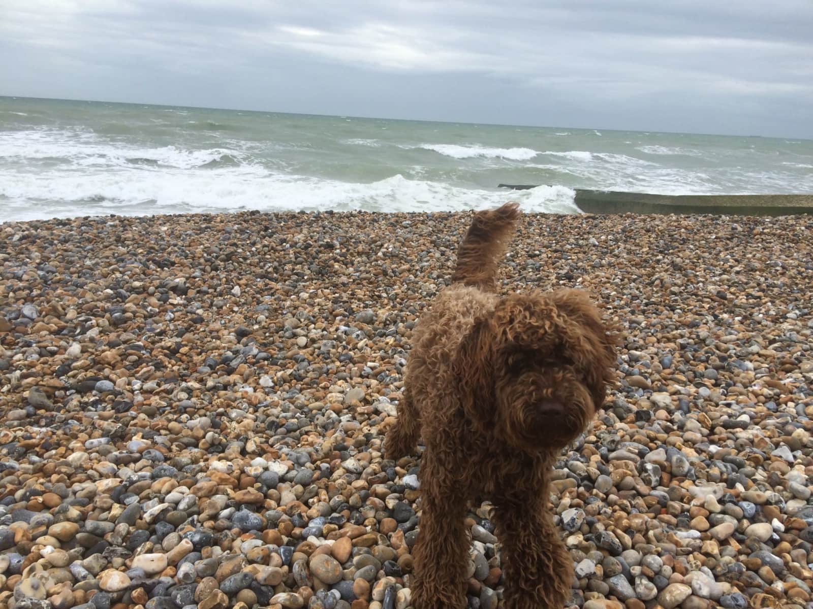 Housesitting assignment in Hove, United Kingdom