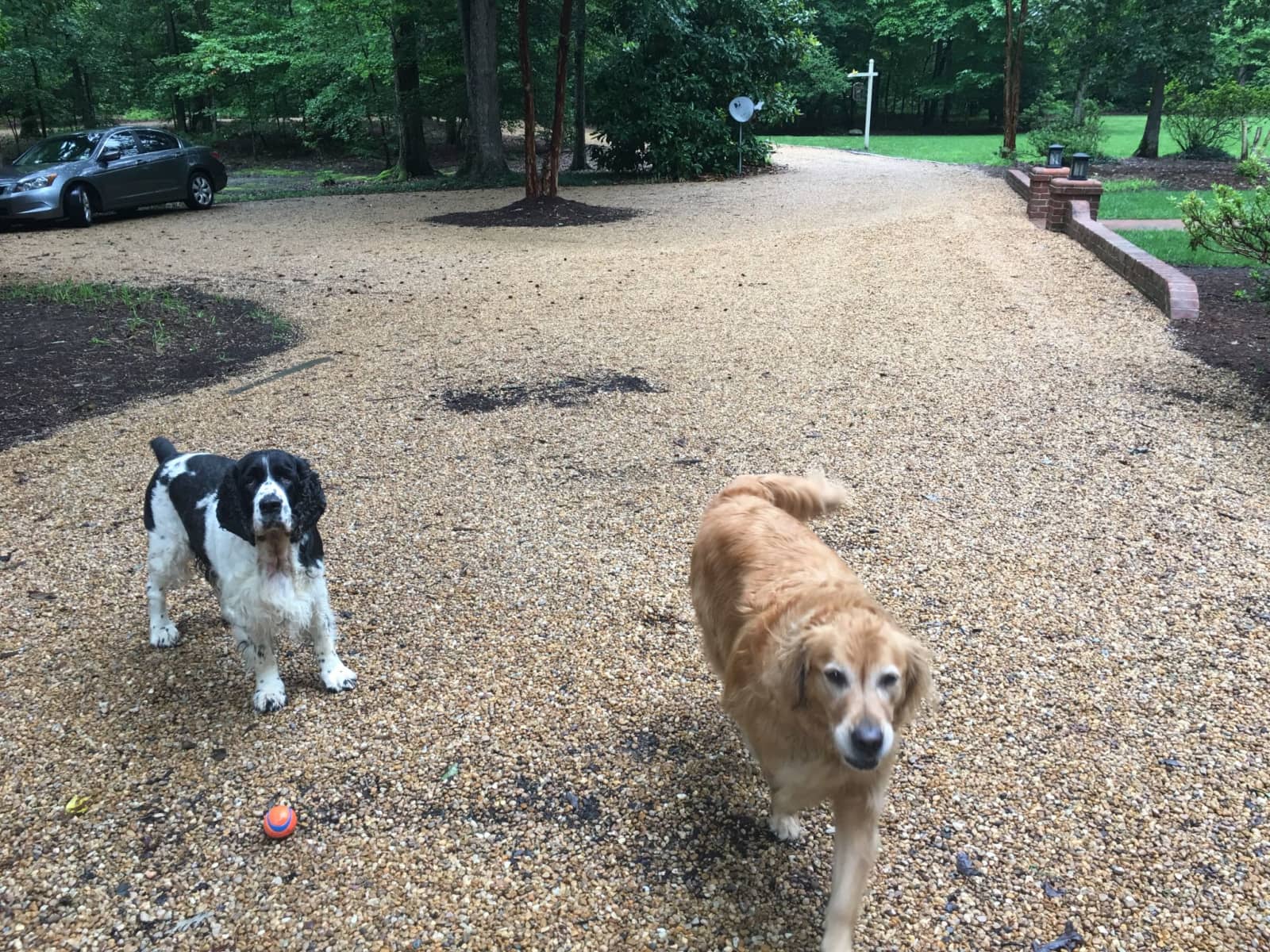 Housesitting assignment in New Kent, Virginia, United States